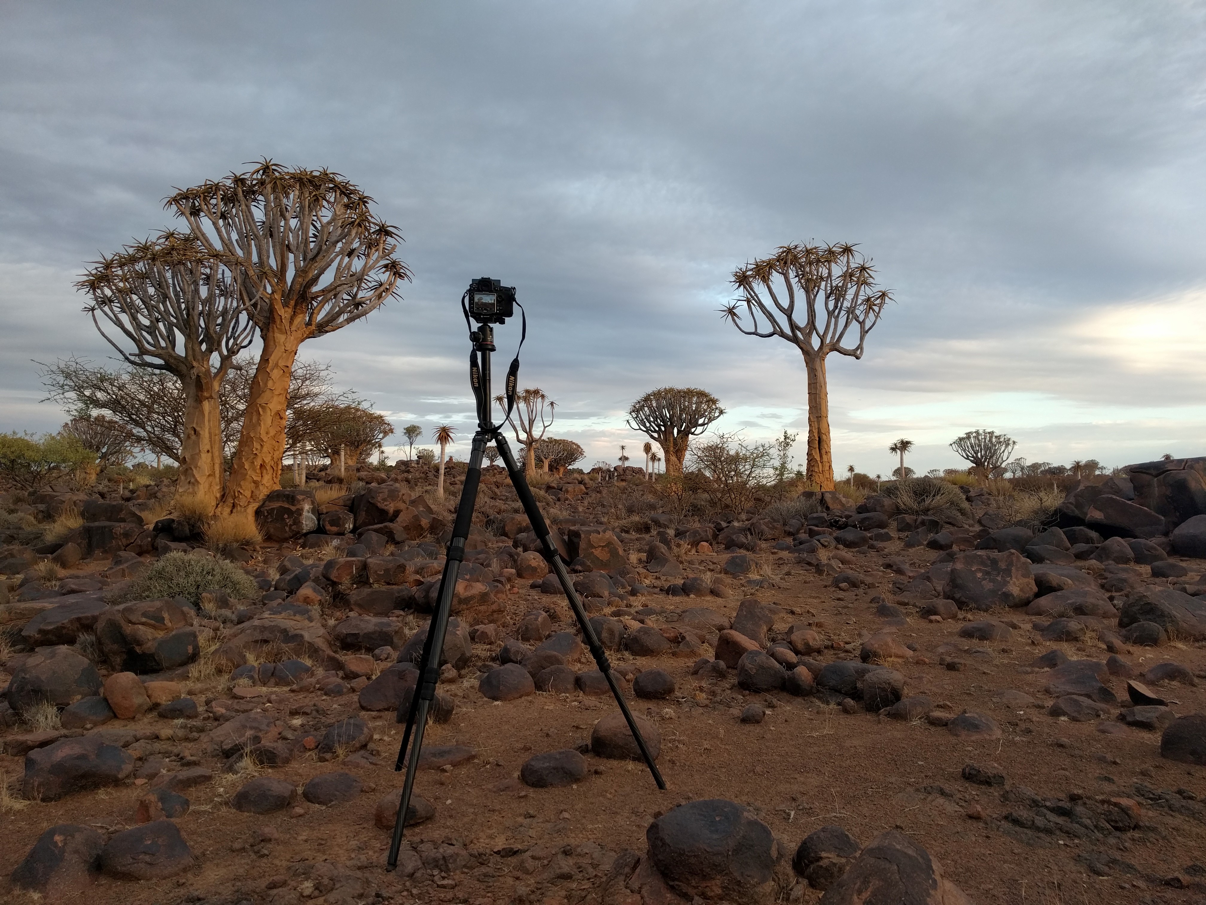 Quivertree forest