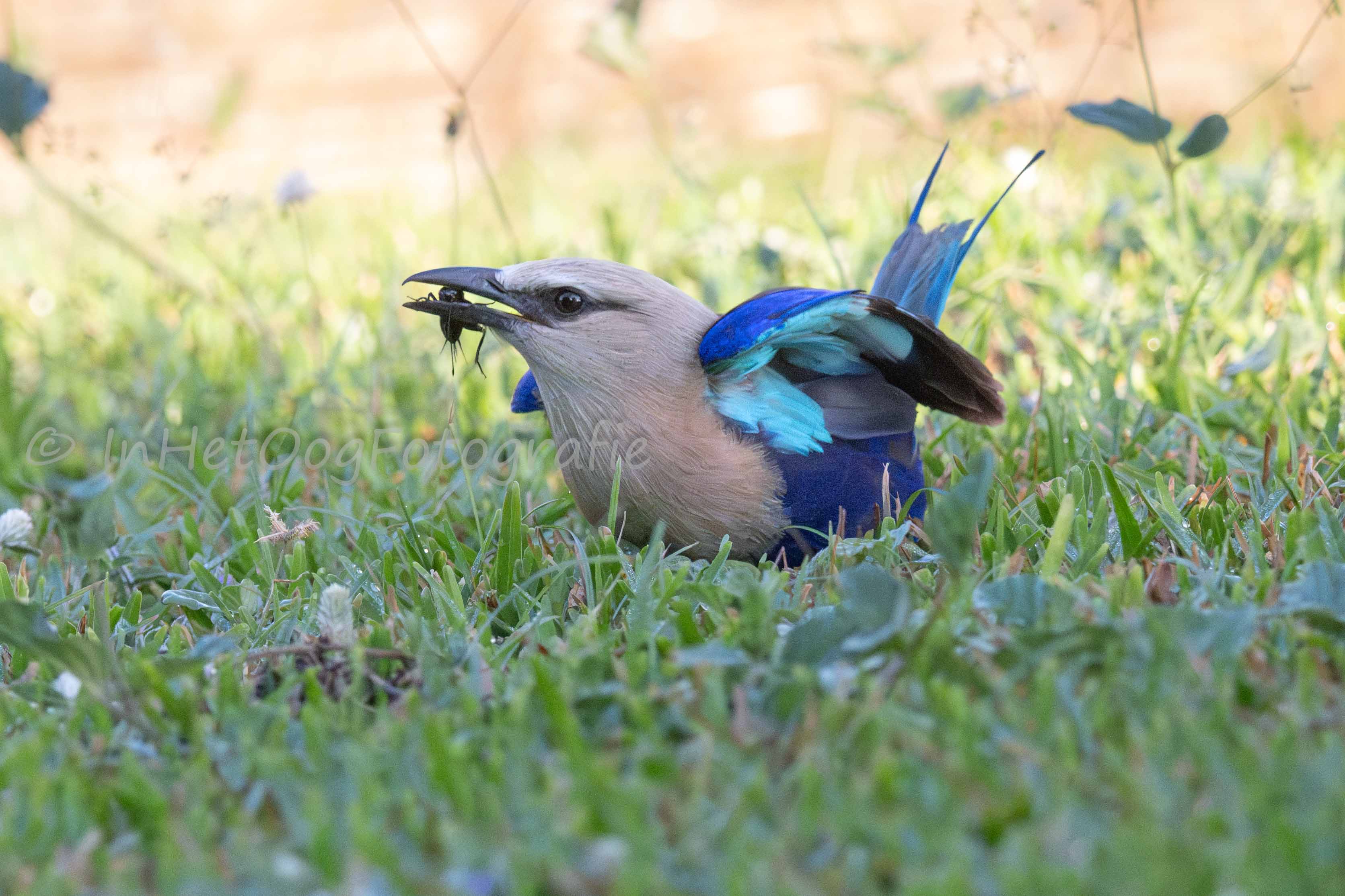 roller