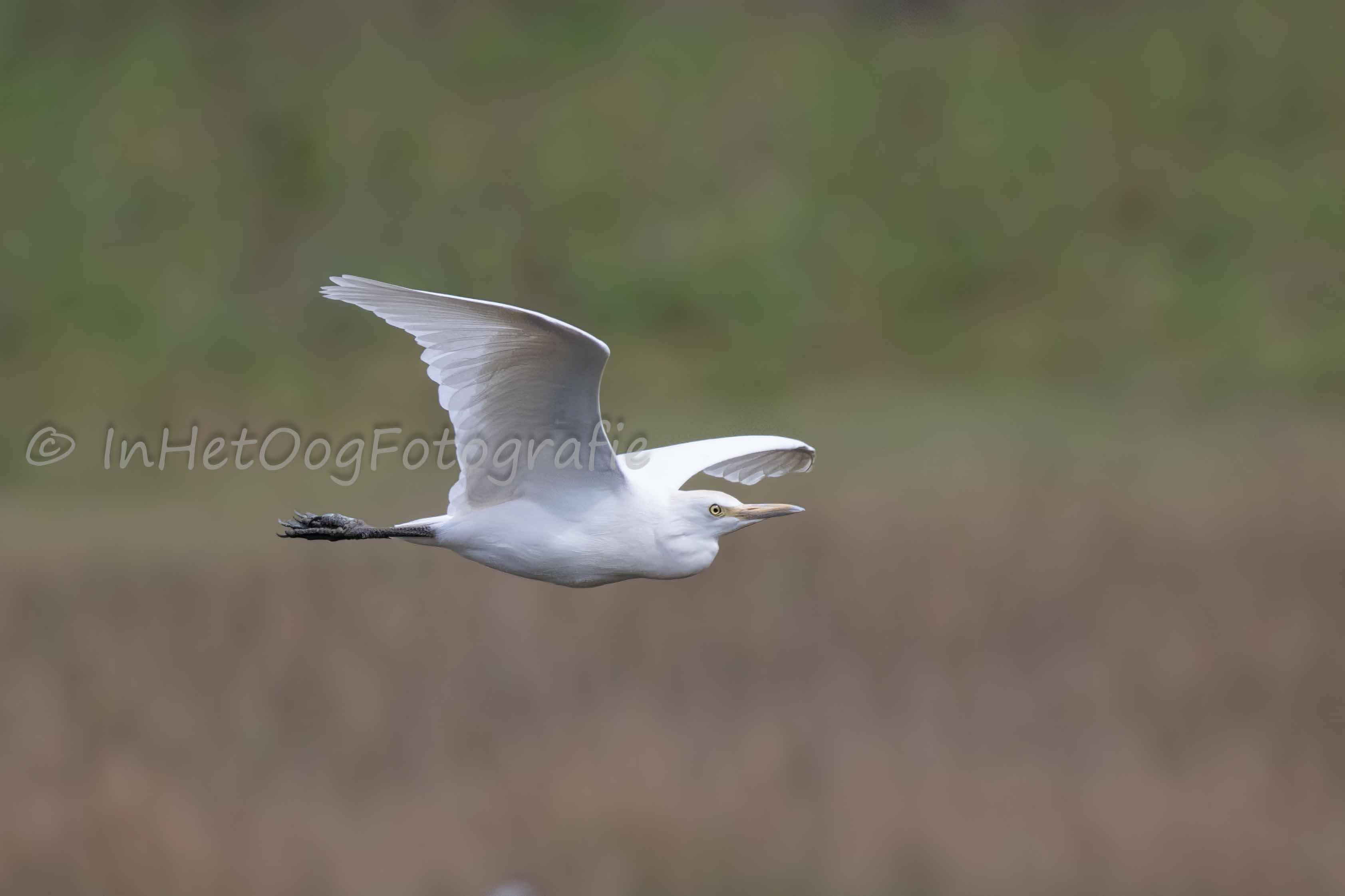 egret