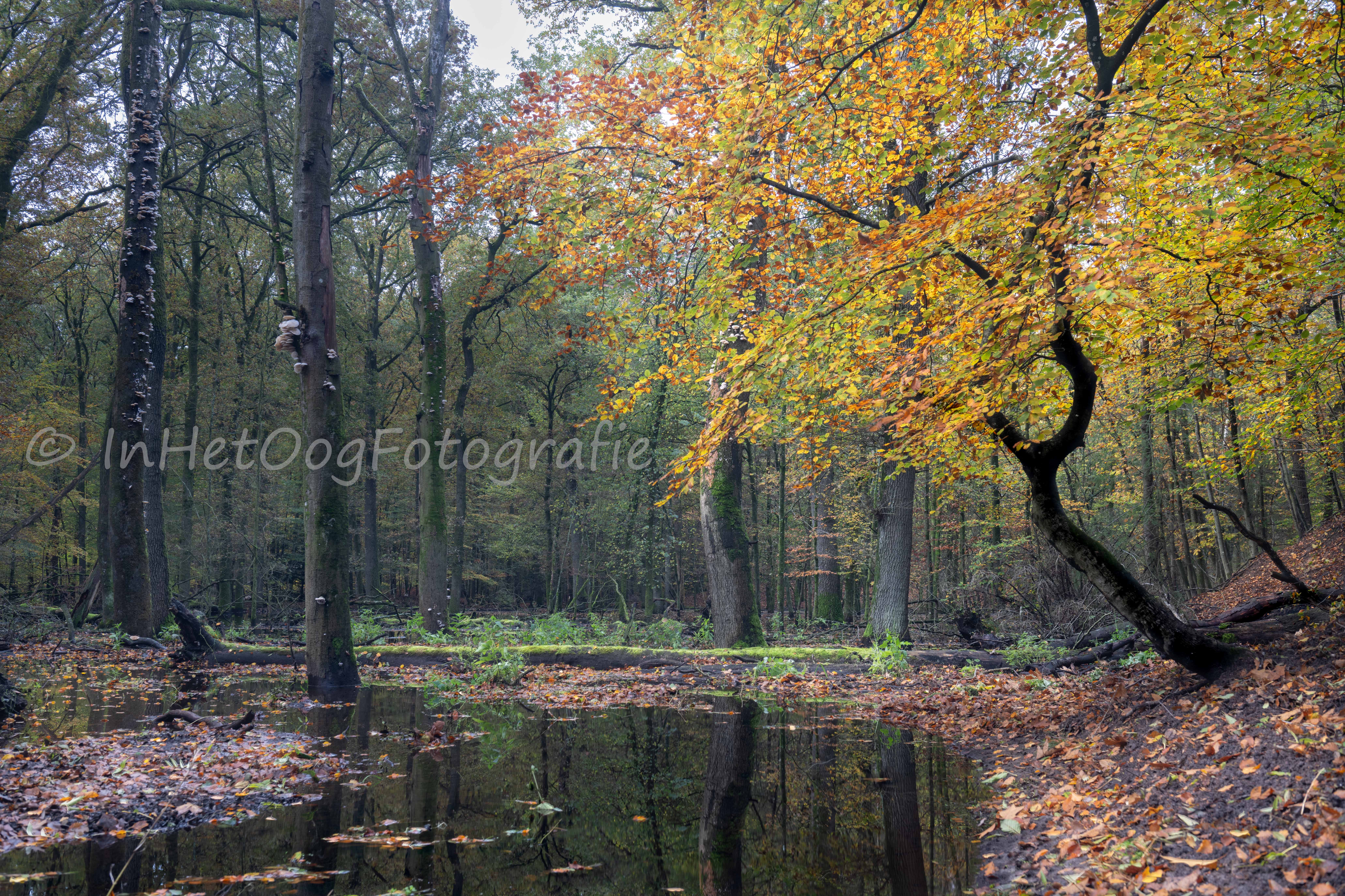 Hierdense beek