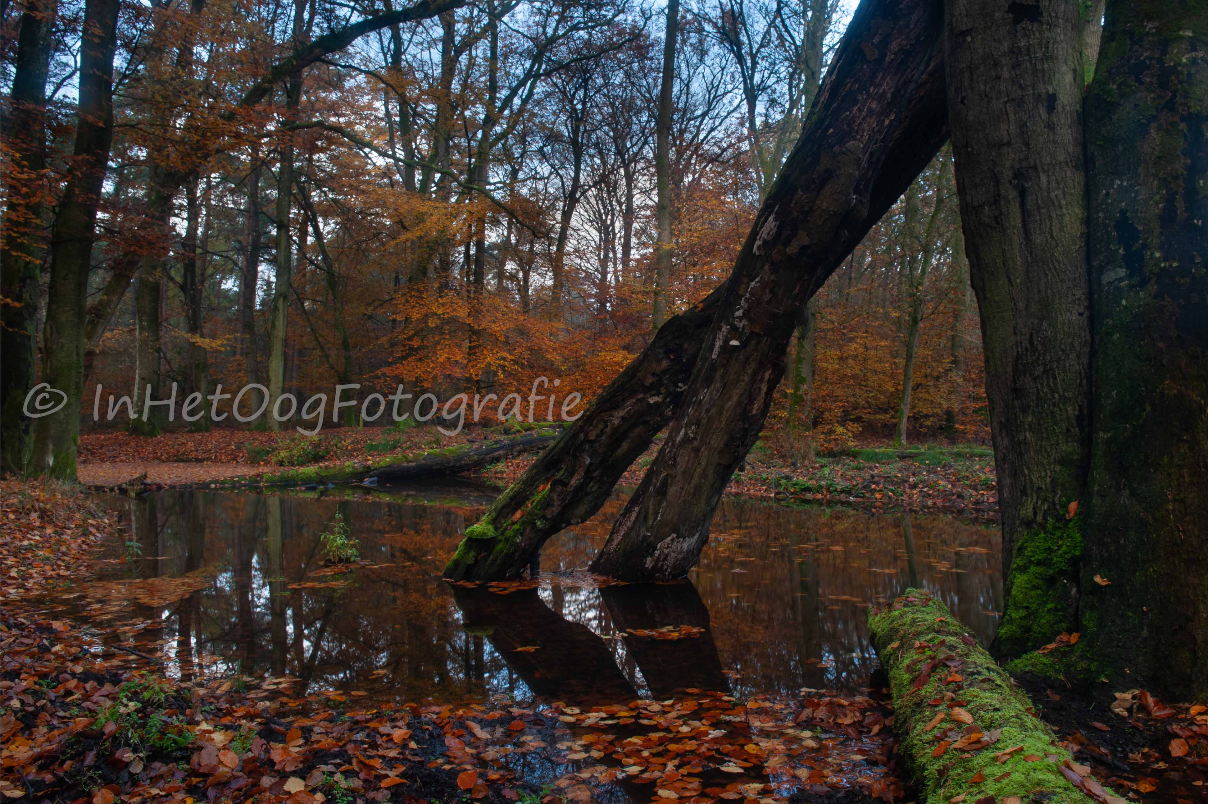leuvenumsebeek
