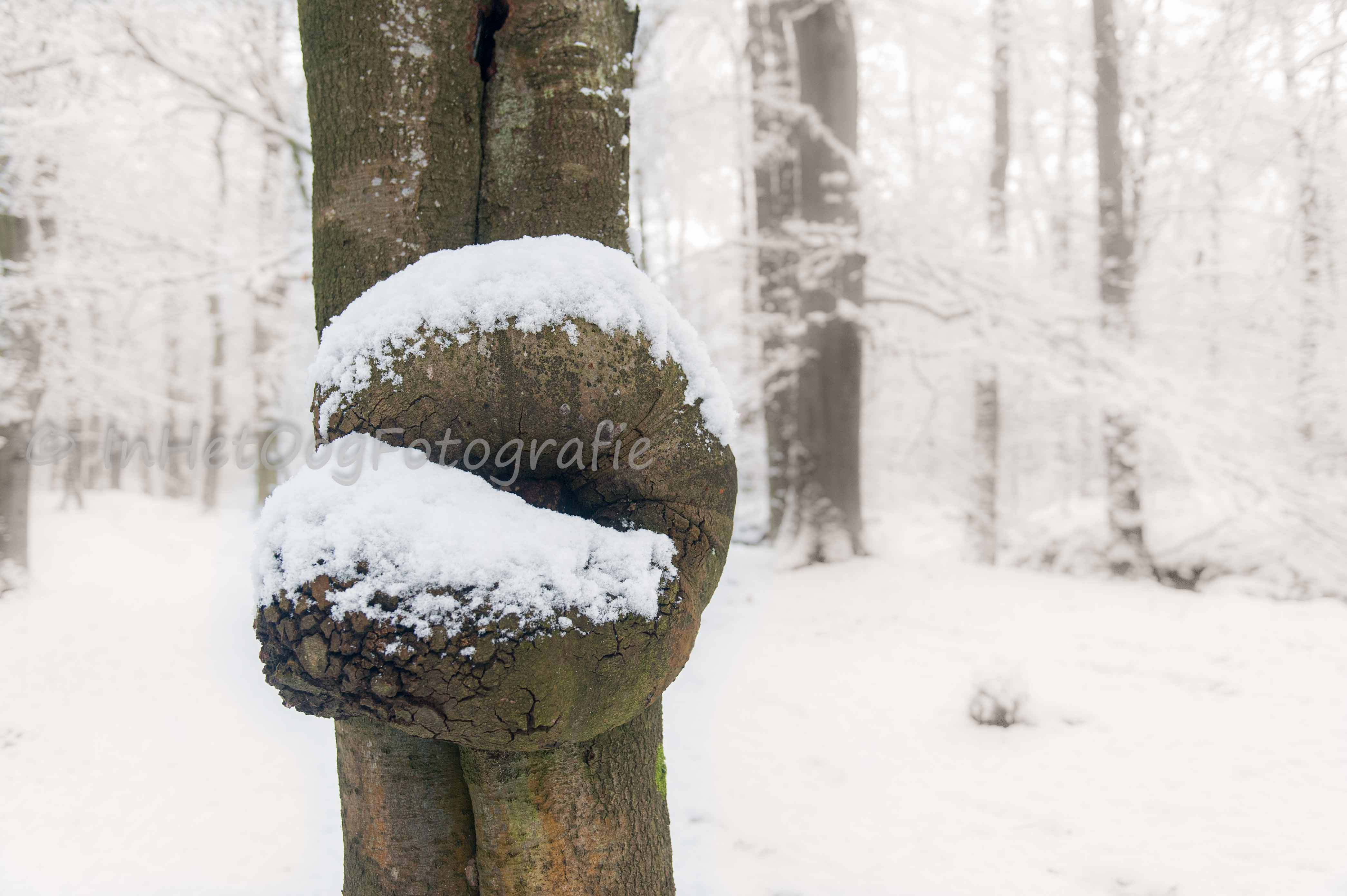leuvenumsebeek