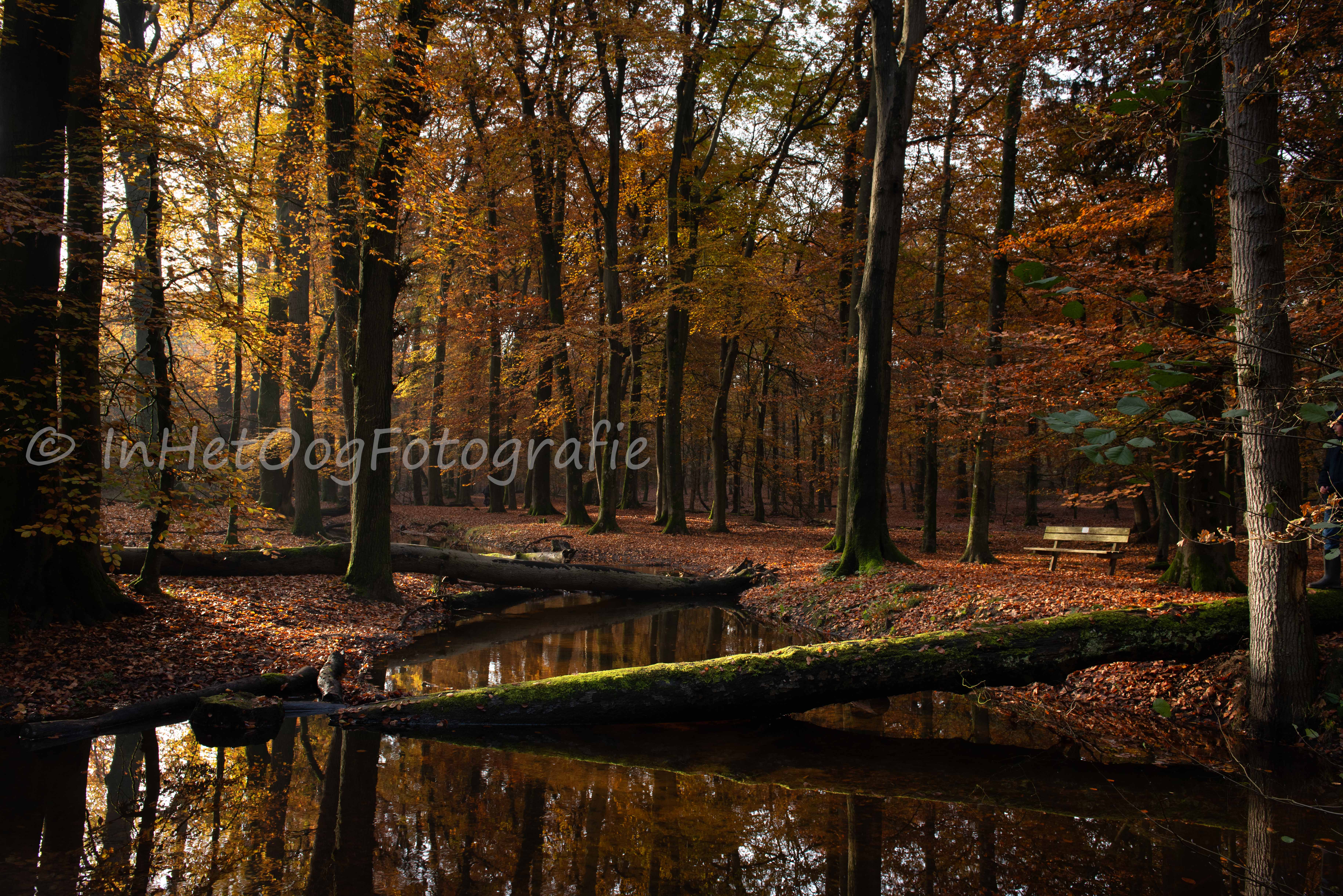 leuvenumsebos