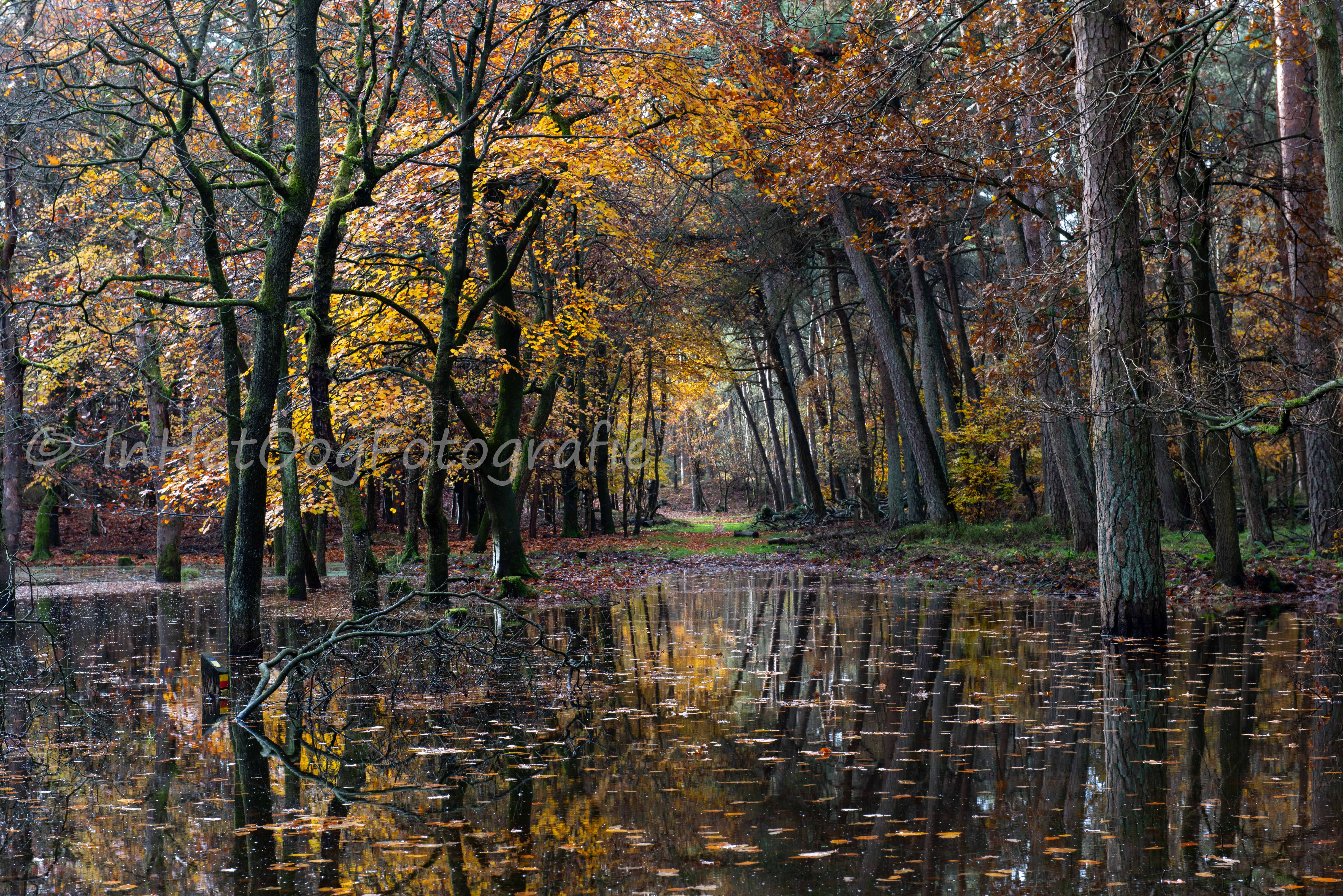 Leuvenumse Bos