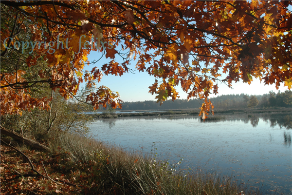 Leersumse Veld