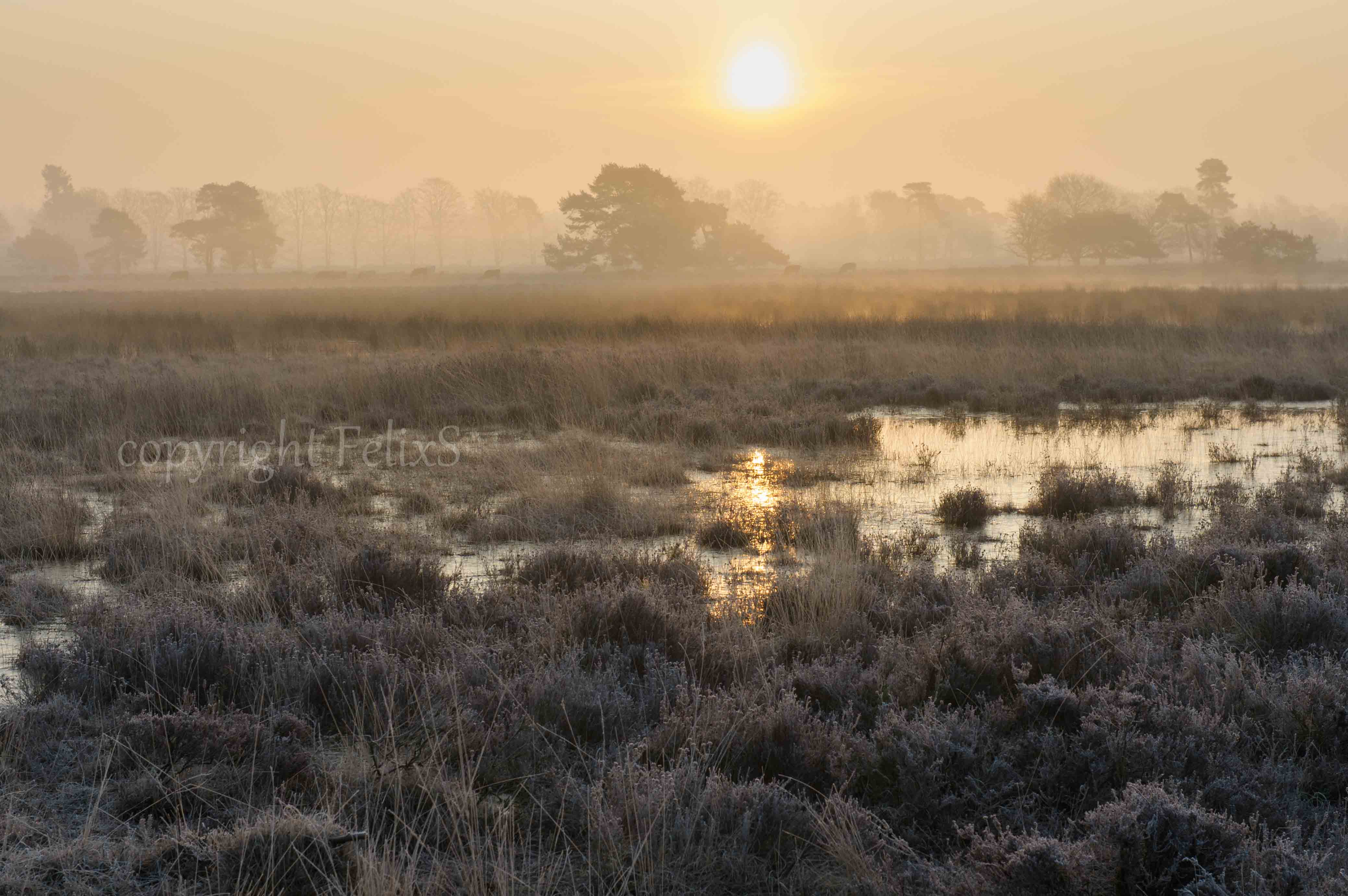 Leersumse Veld