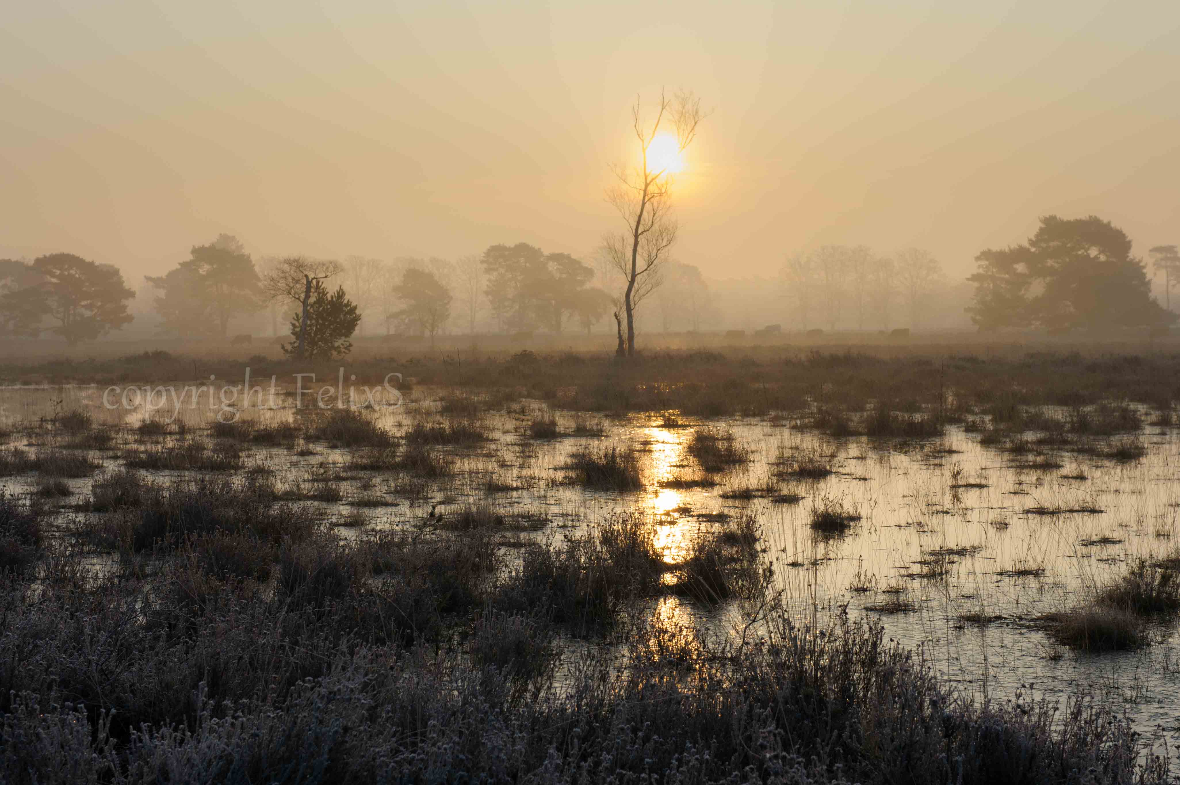 Leersumse Veld