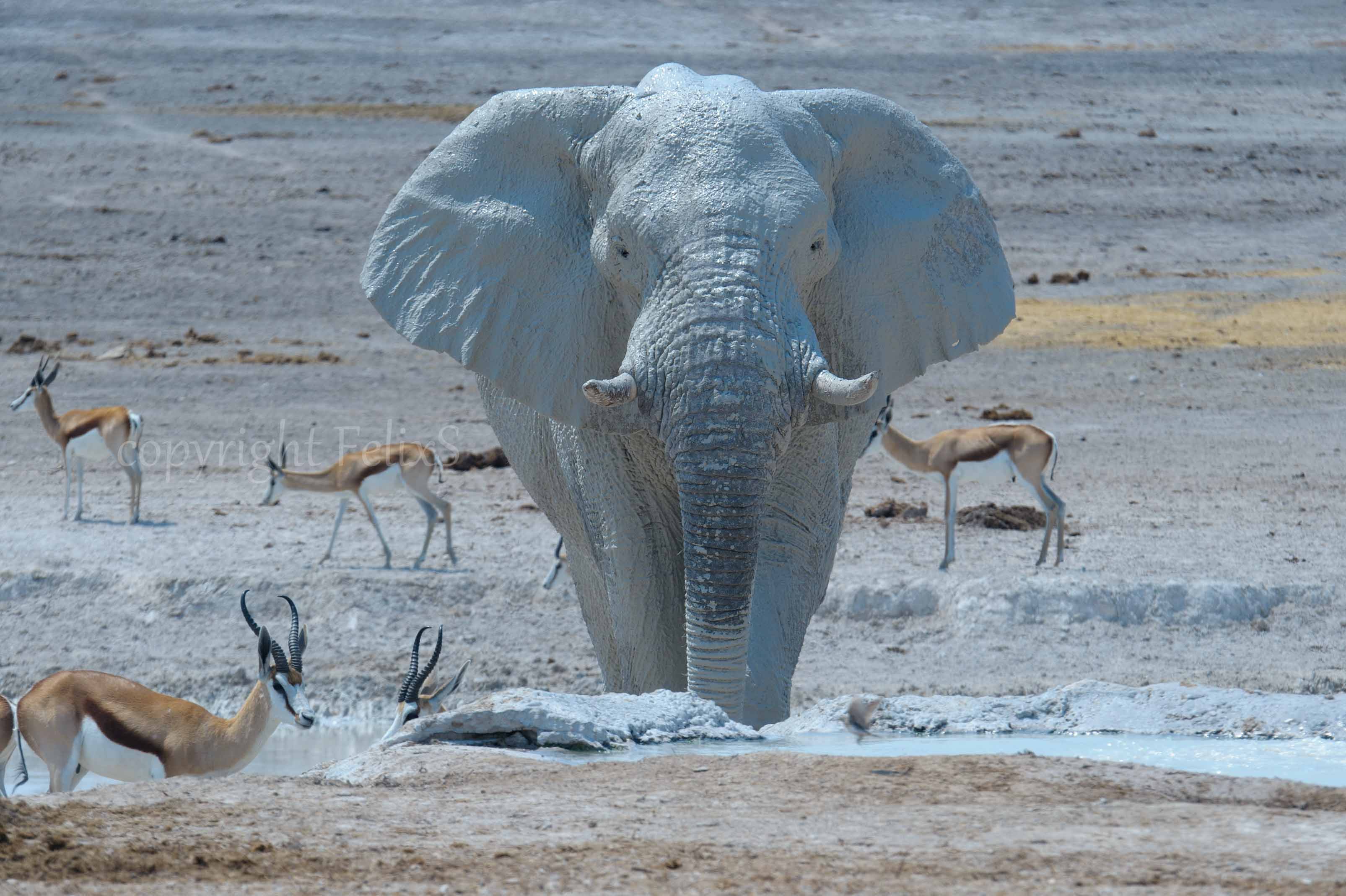 Etosha