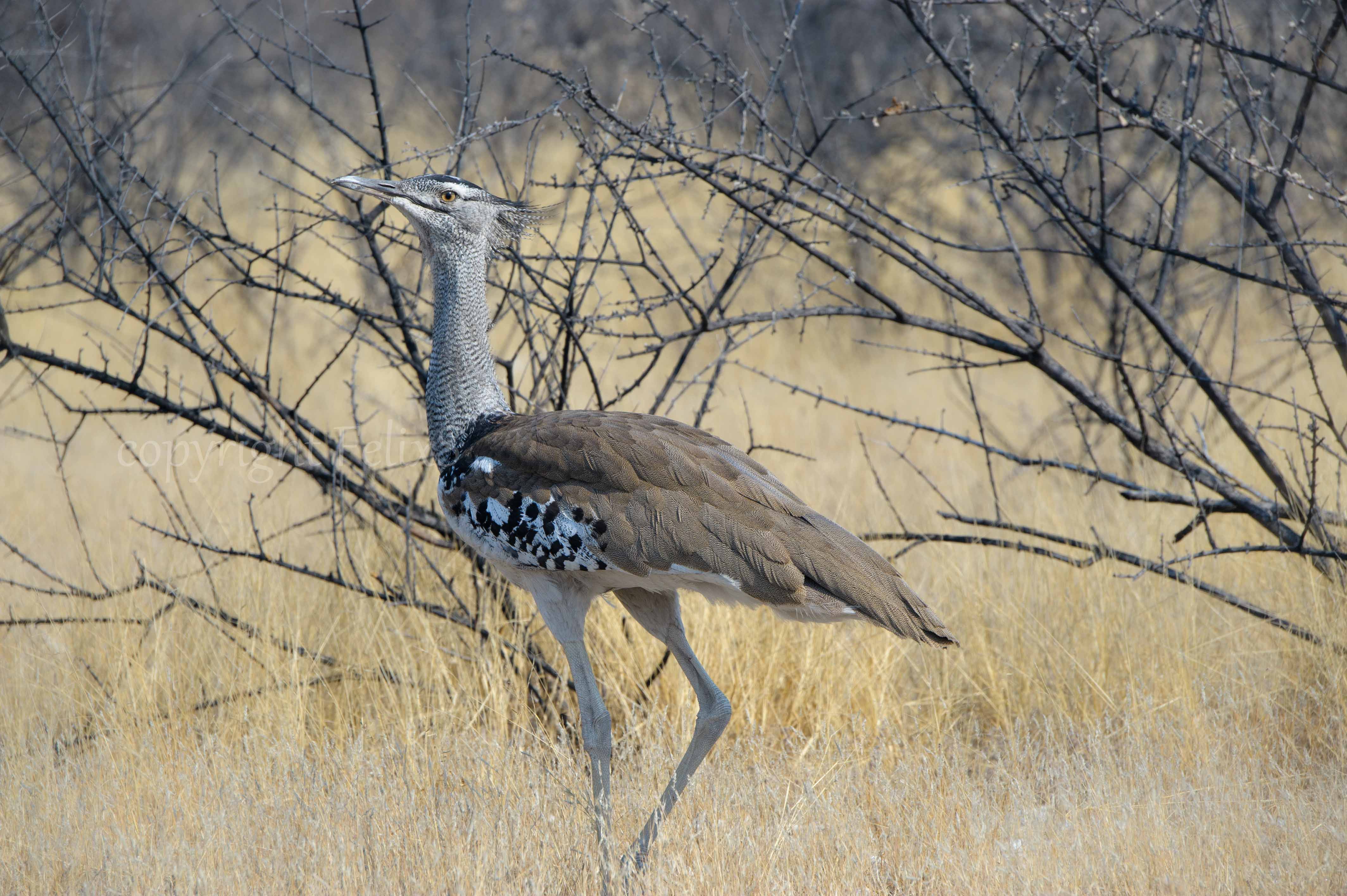 Namibie kalahari