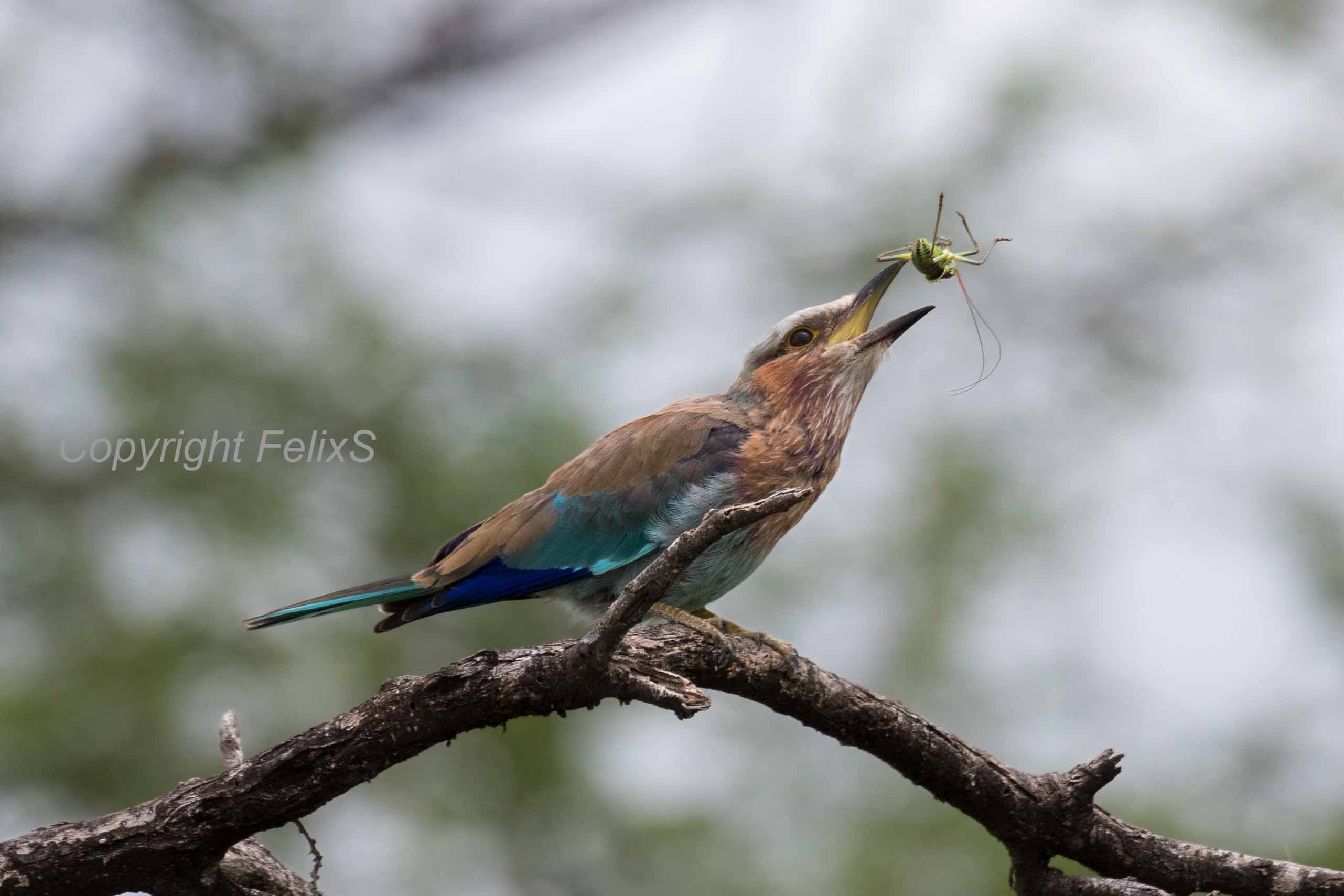 Vogels Afrika