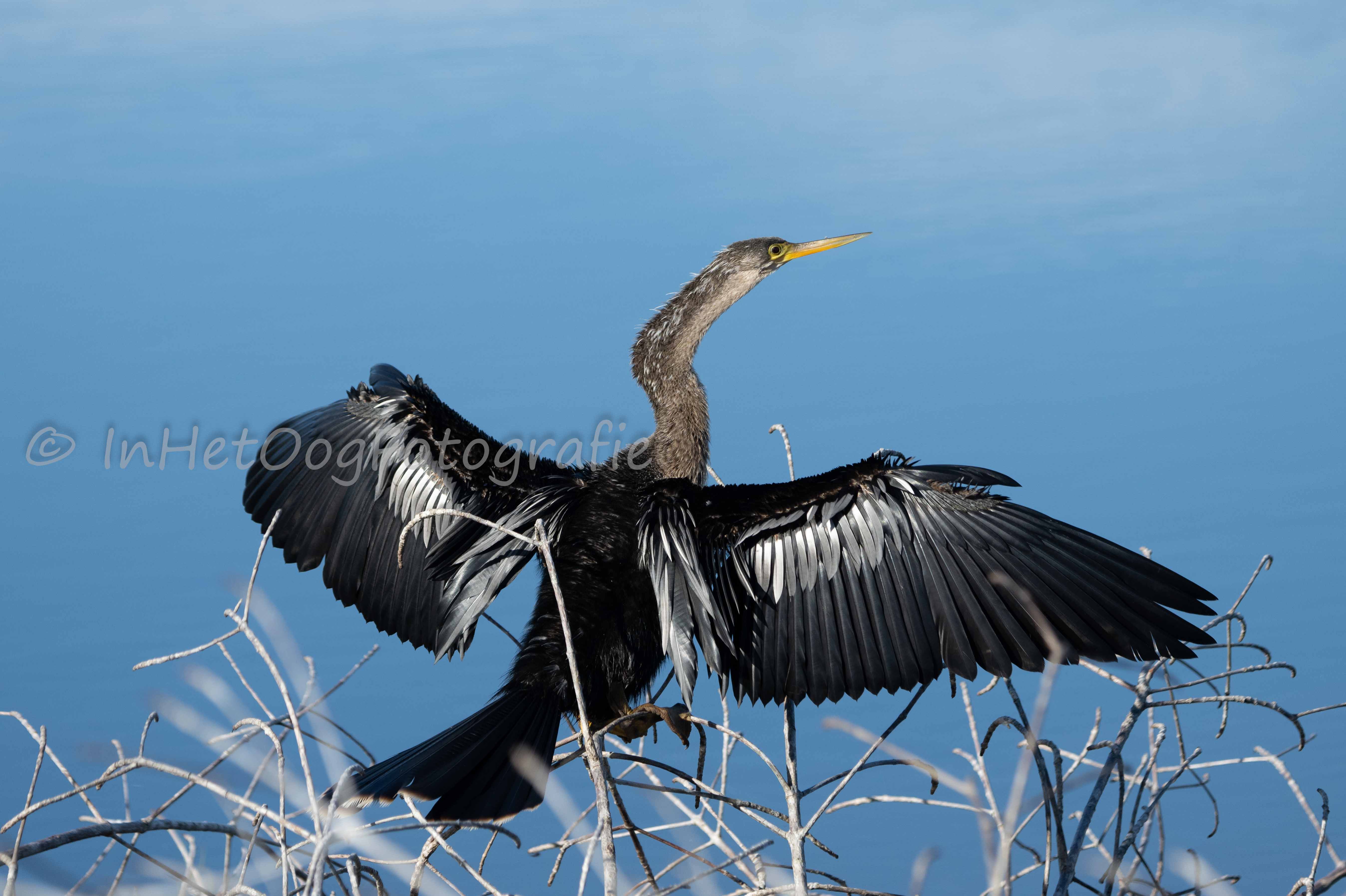 Vogels Amerika