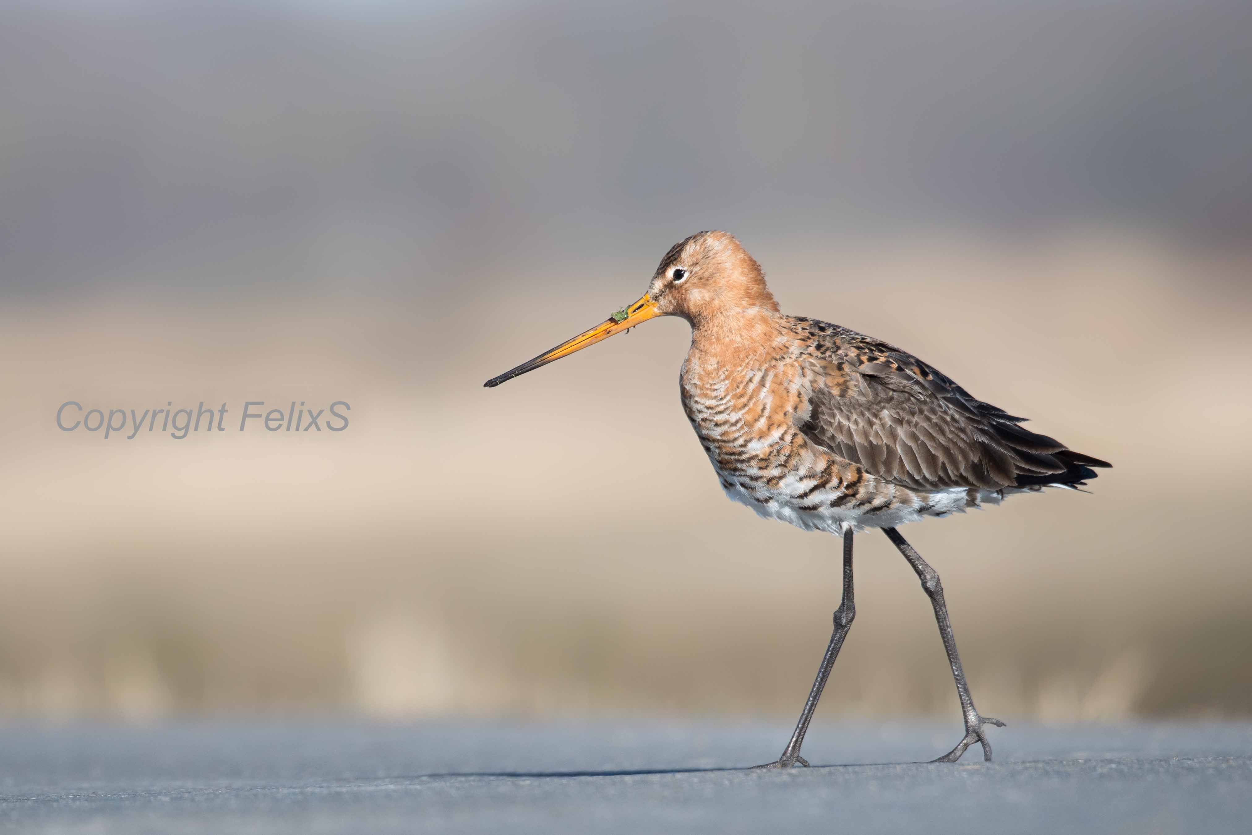 Vogels Europa