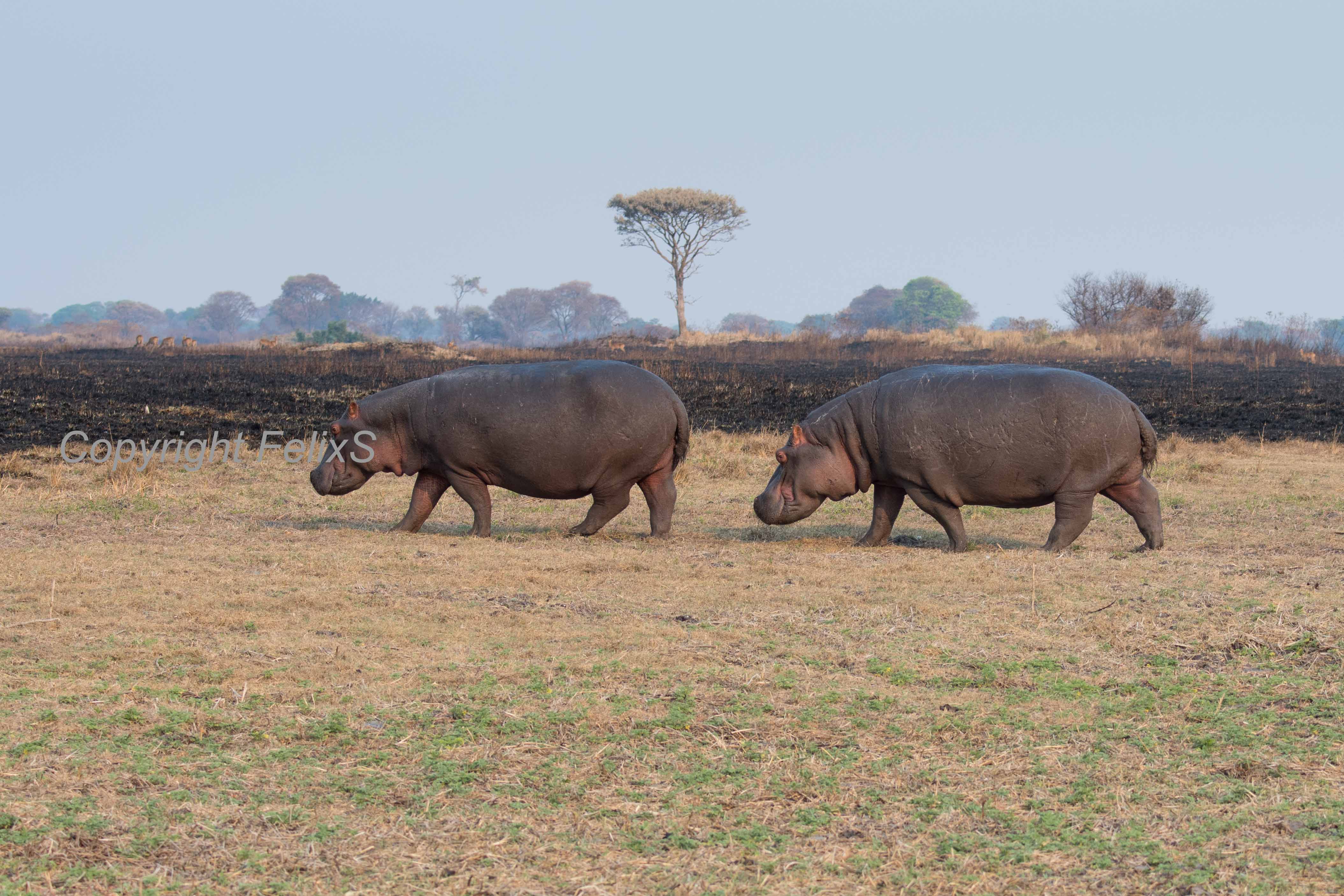 Zambia