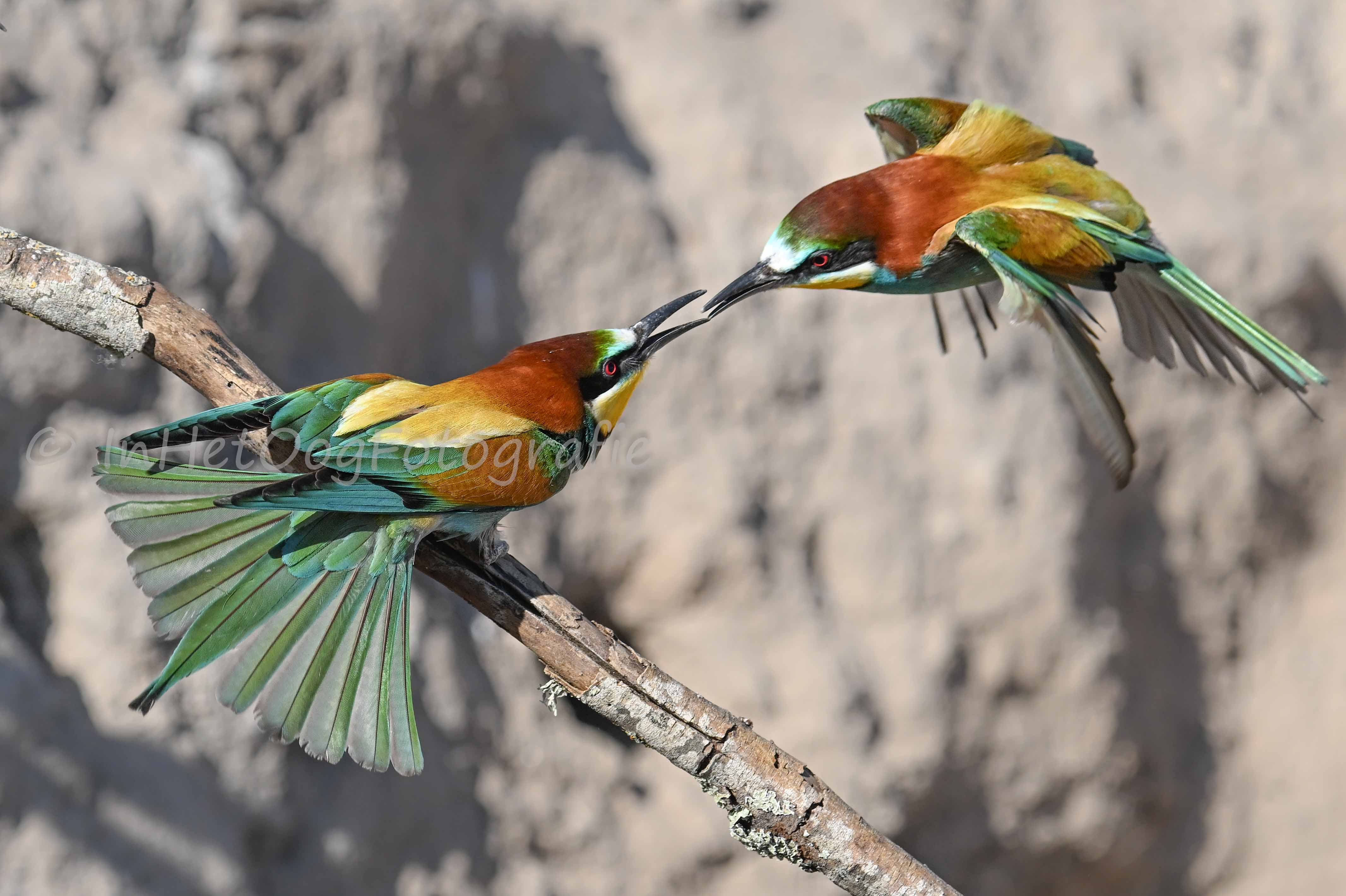 Bee-eaters photography
