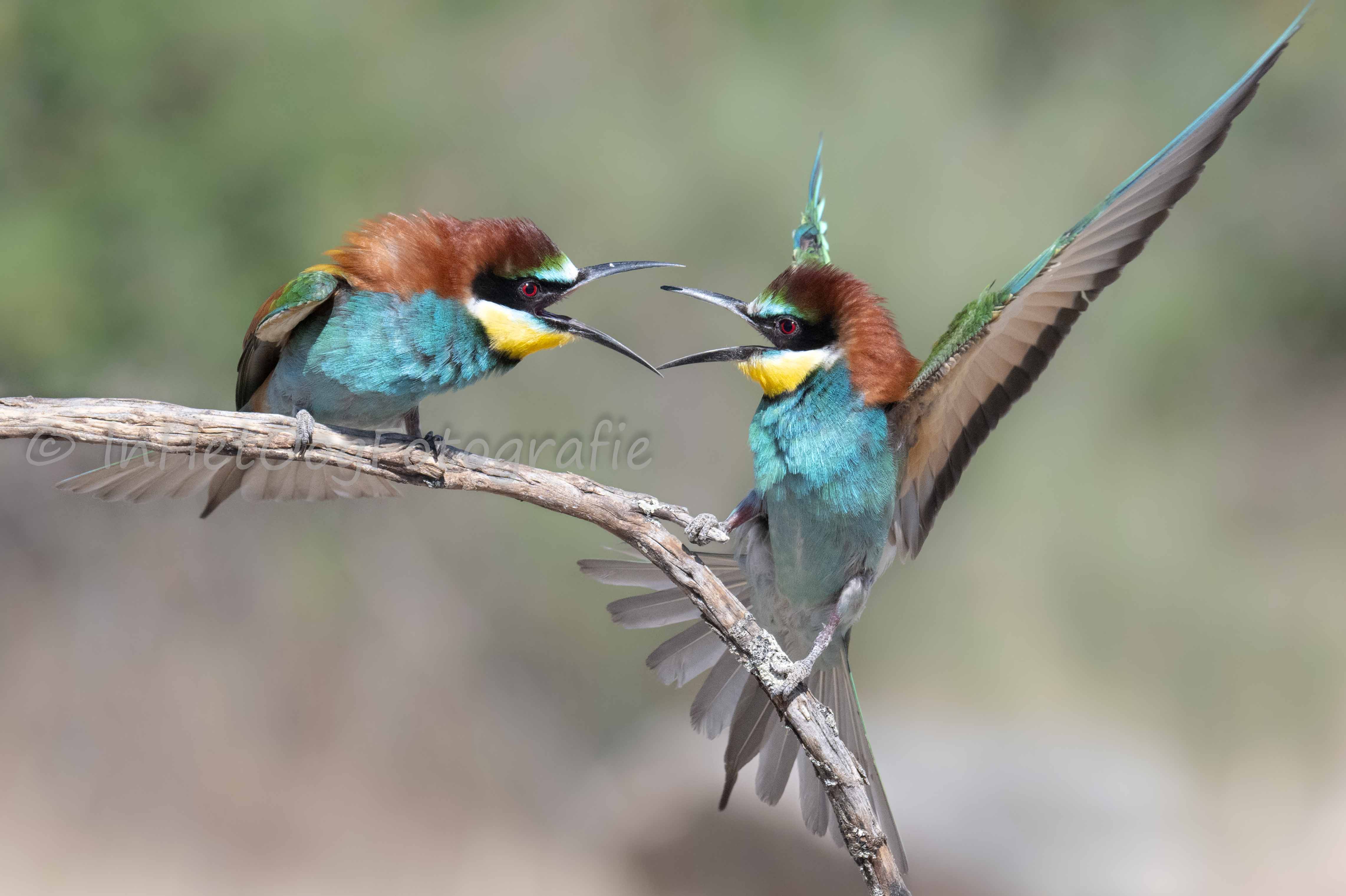 bee-eaters in Extremadura