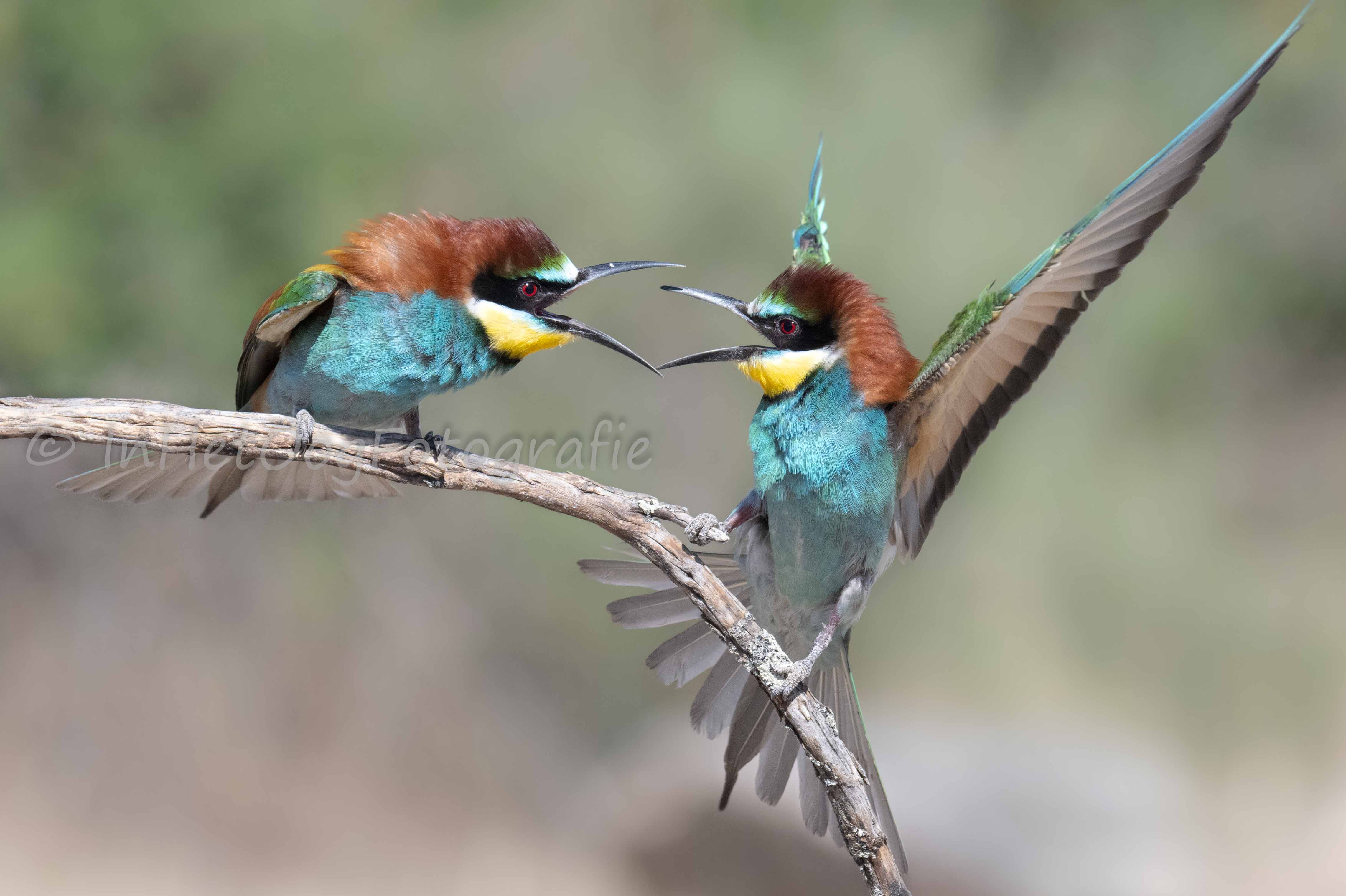 Bijeneters in Extremadura