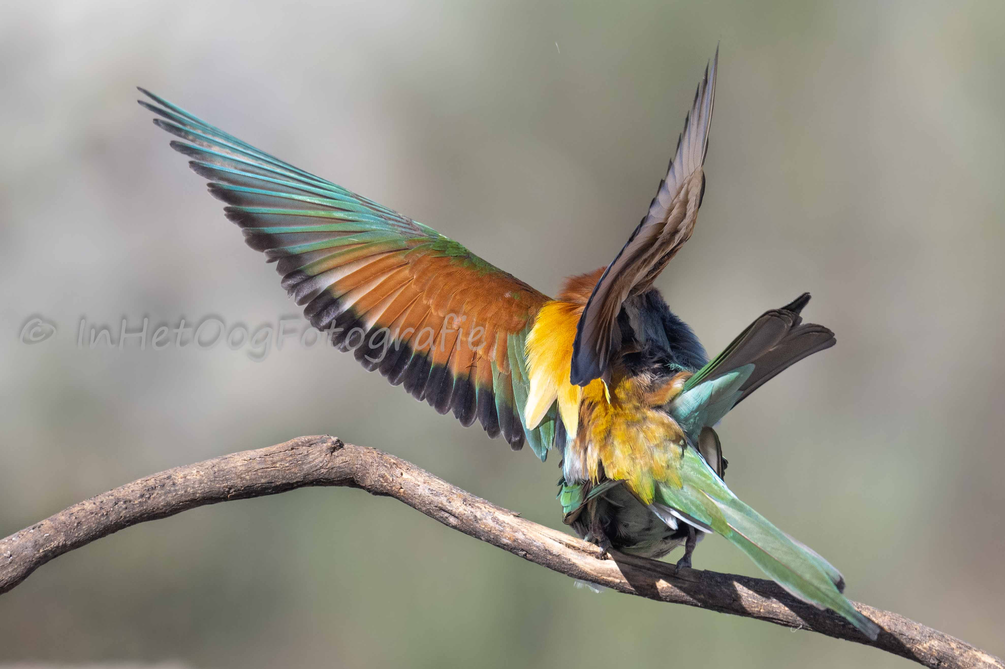 bee-eaters