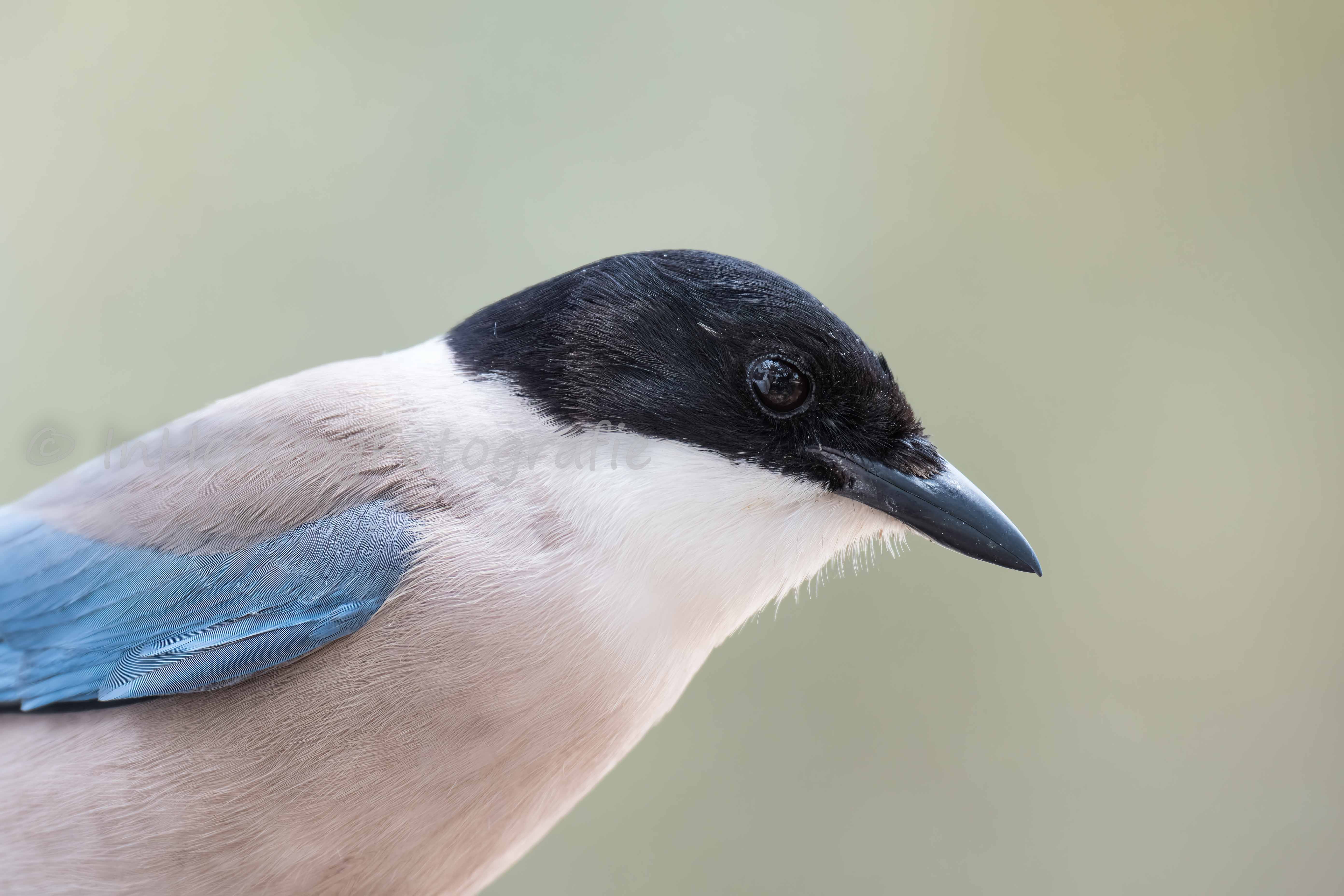 Azure-winged magpie