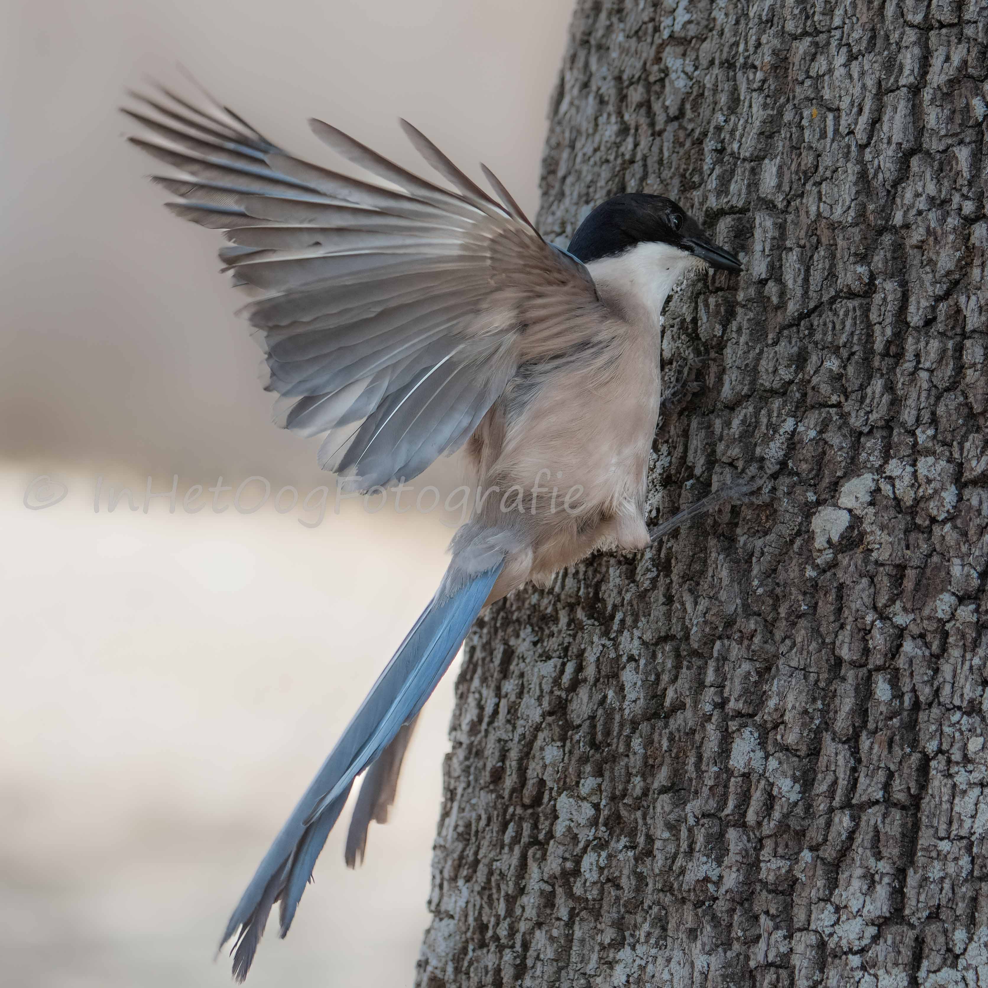 azure-winged magpie Caceres