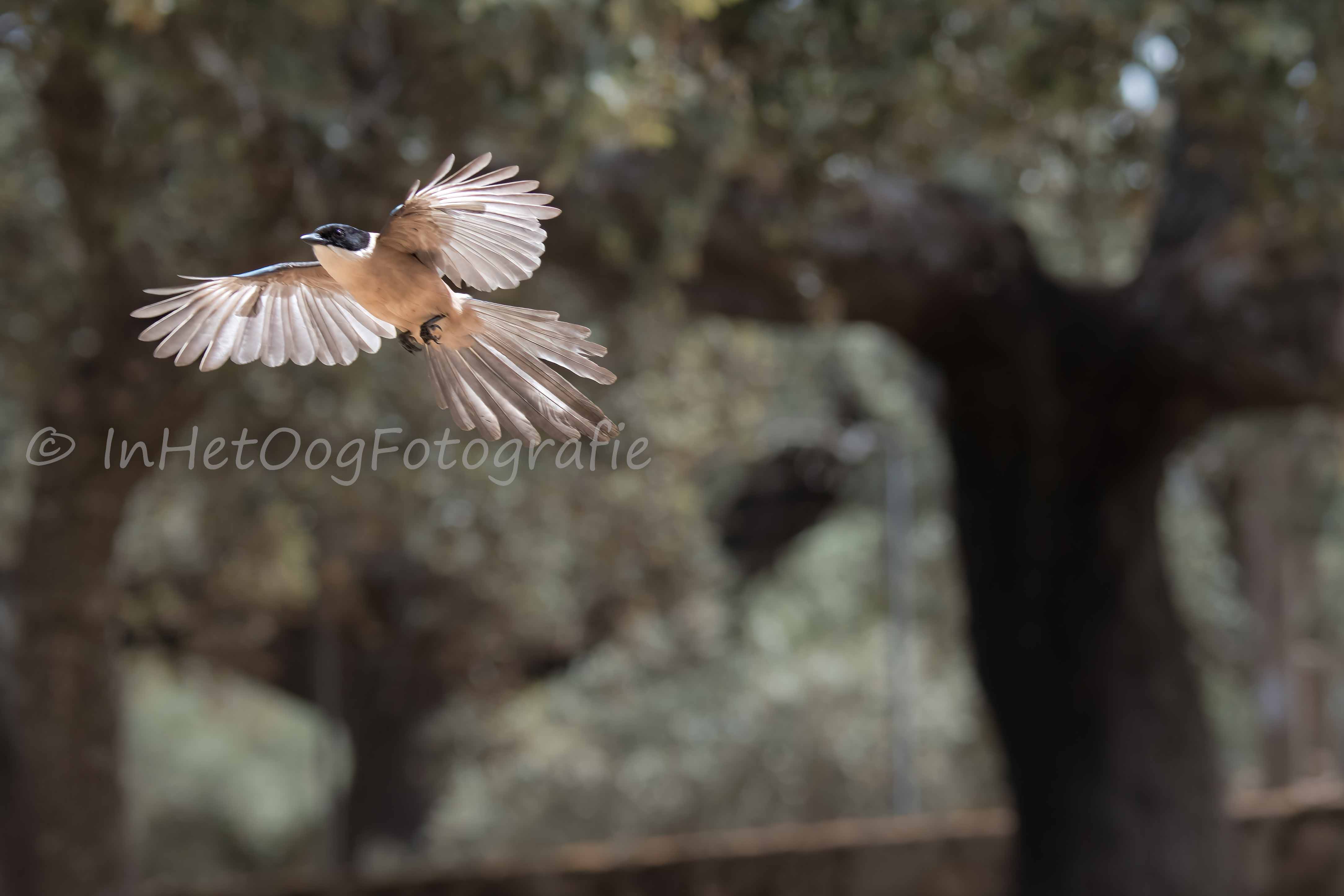 Azure-winged magpie in flight 