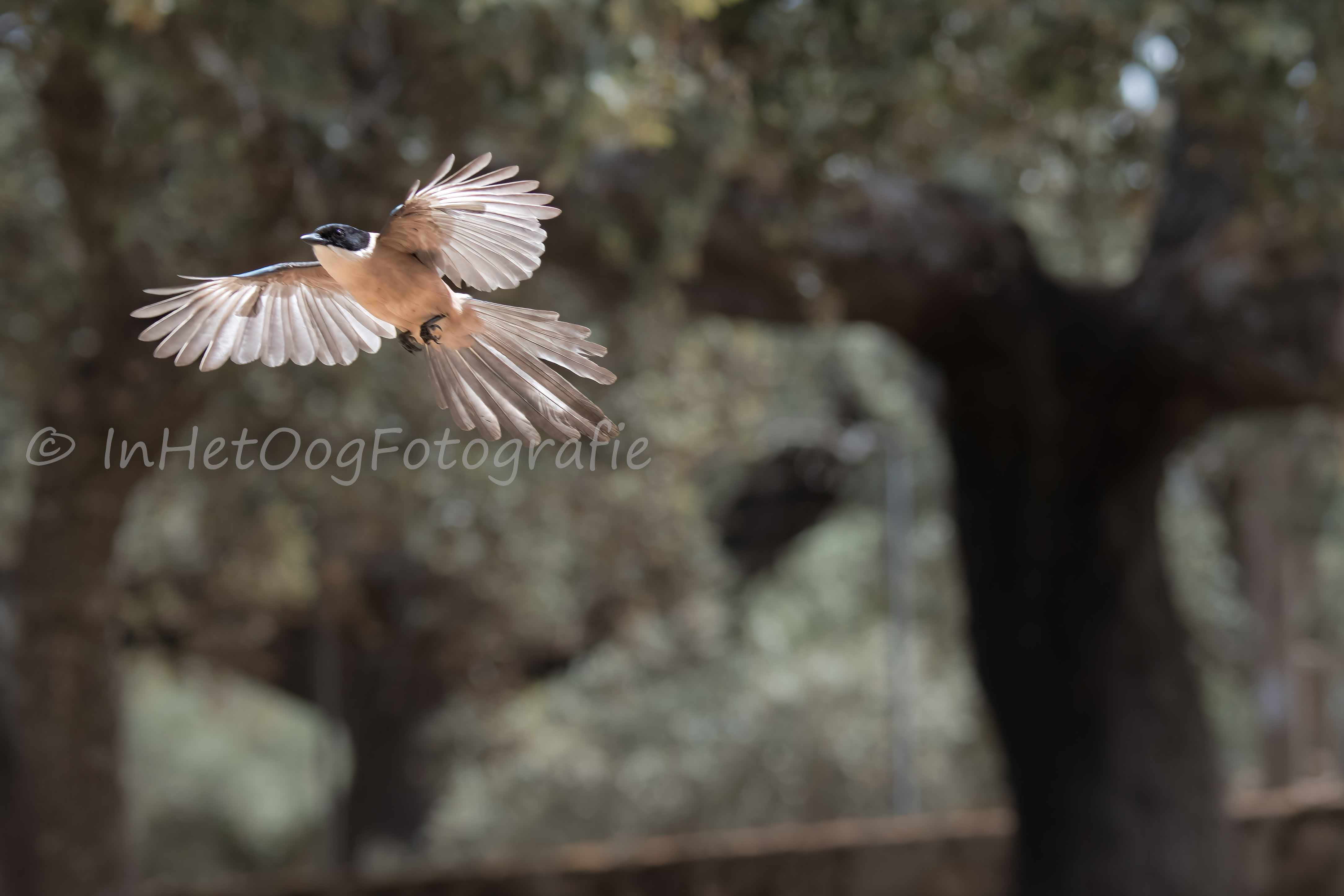 azure-winged magpie in flight