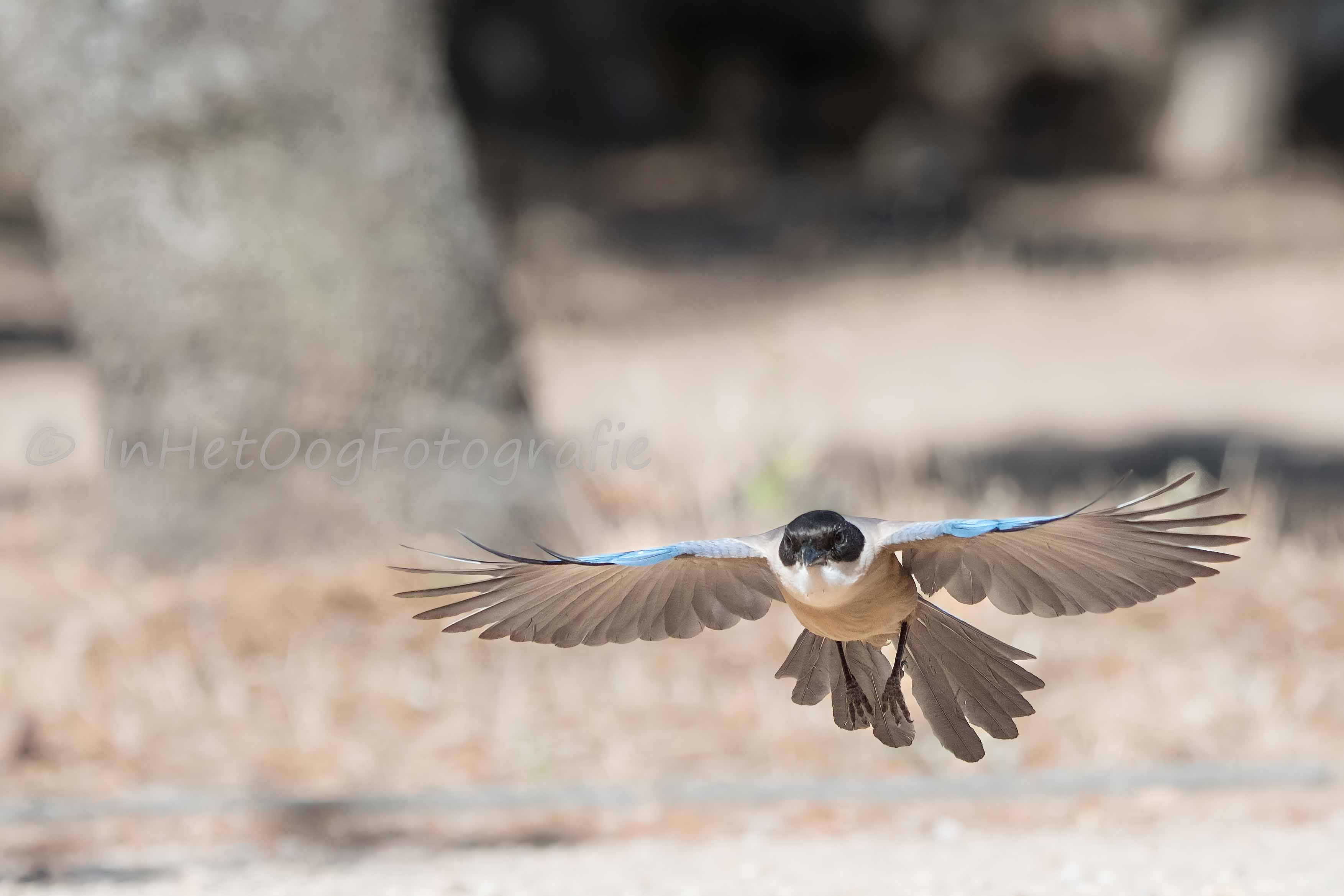 Azure-winged magpie Photography