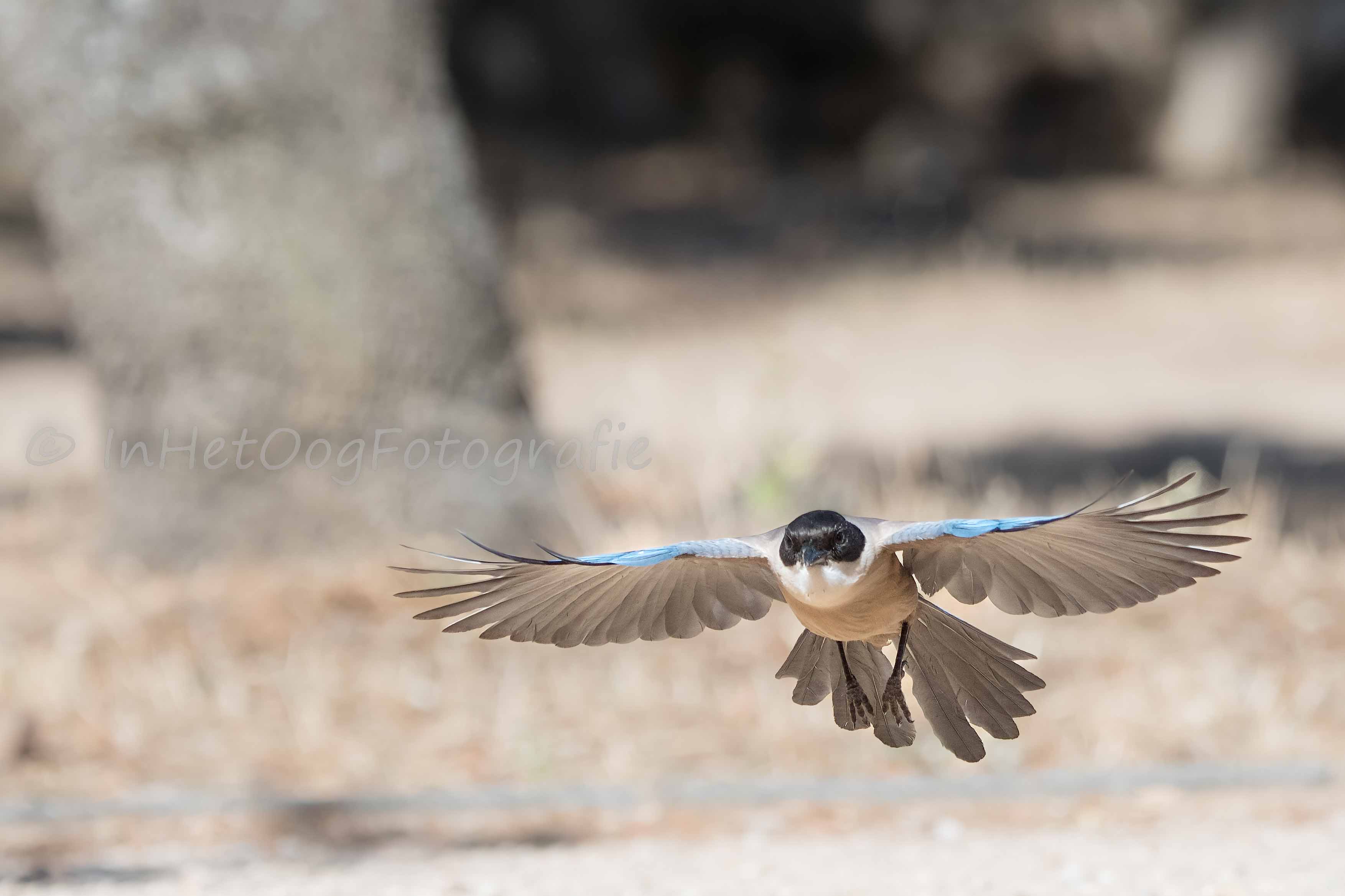 azure-winged magpie Photography