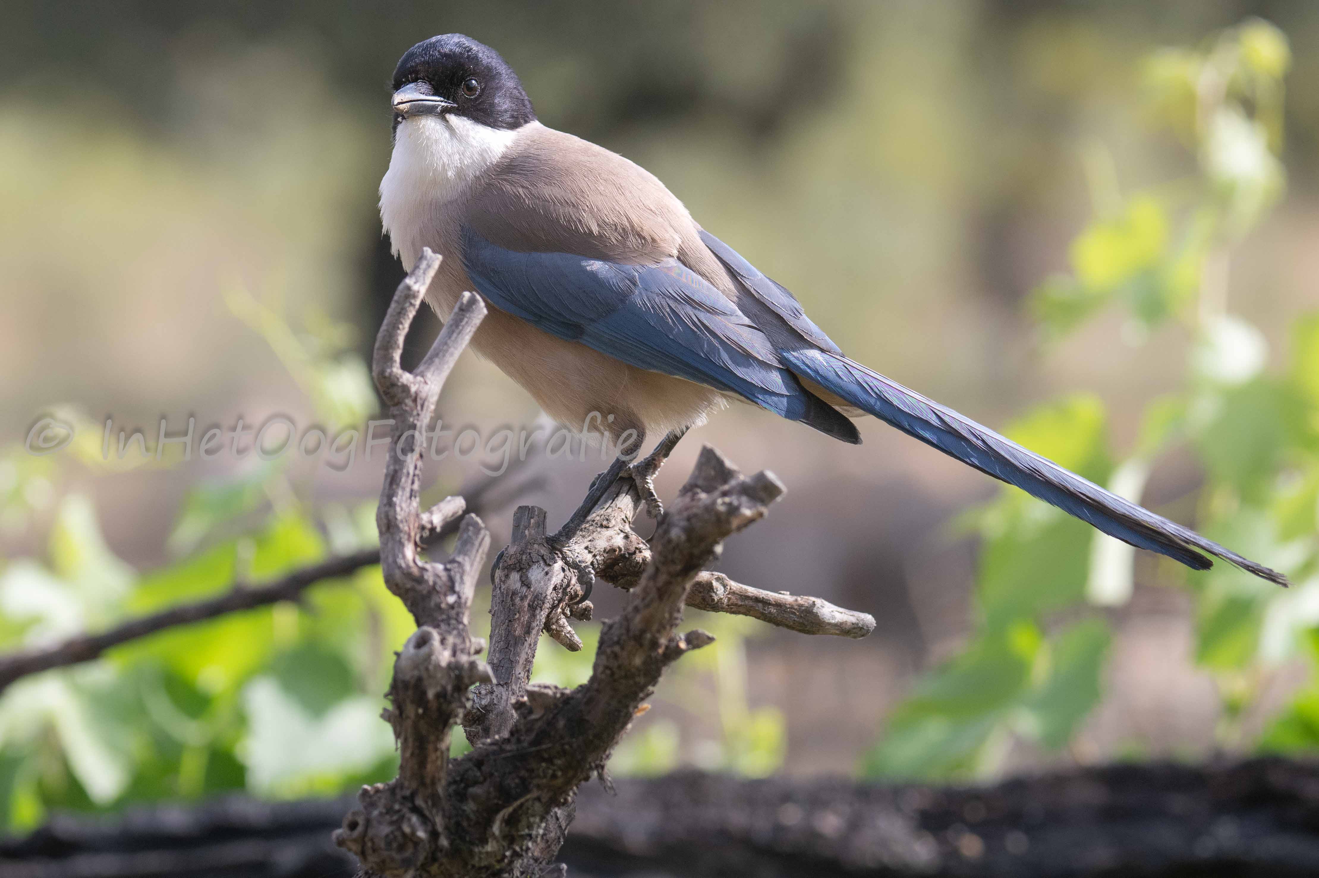 Azure-winged magpie portrait