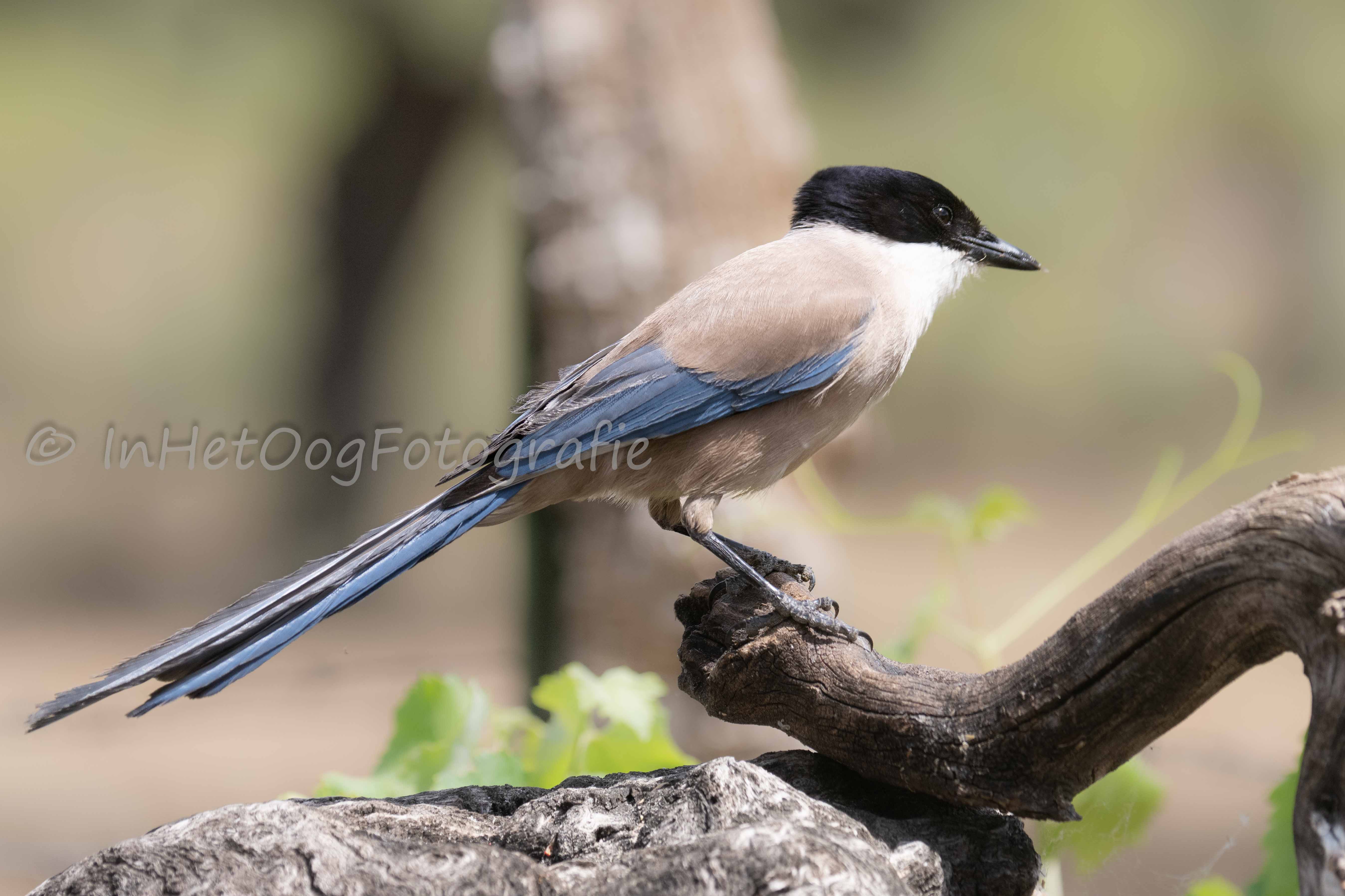 Azure-winged magpie Caceres