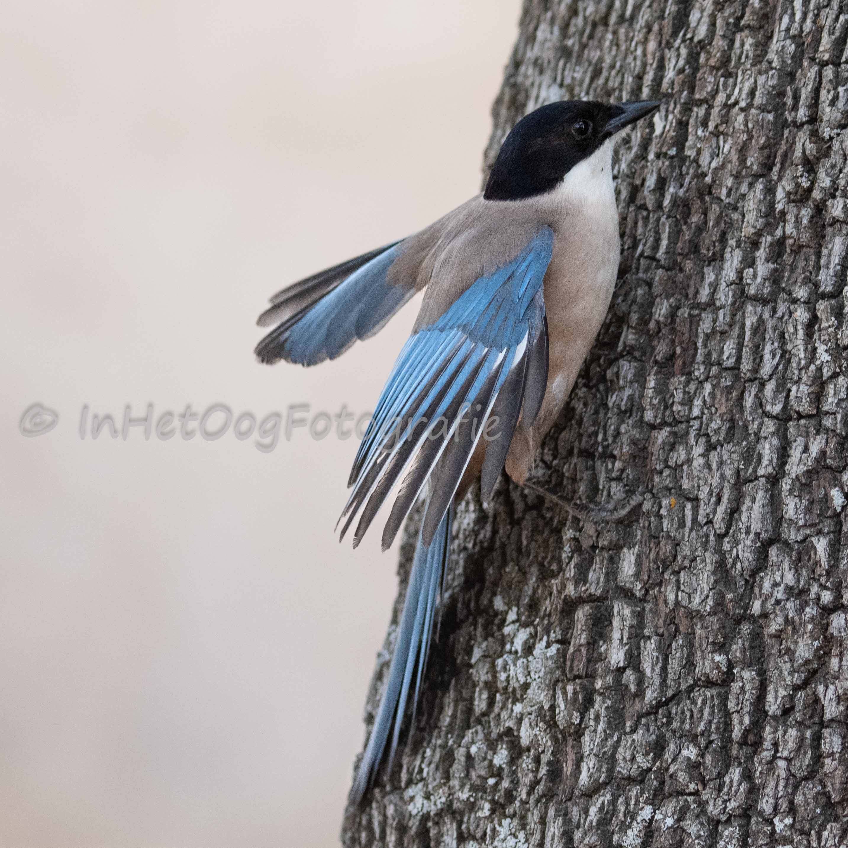 Azure-winged magpie