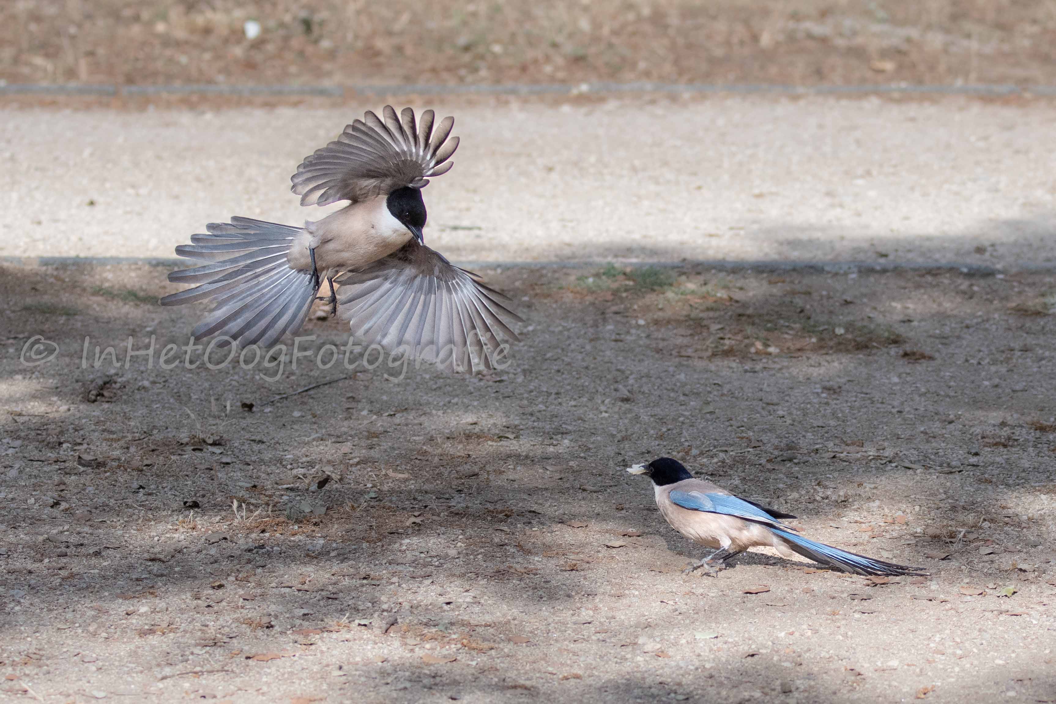 Azure-winged magpie in flight 