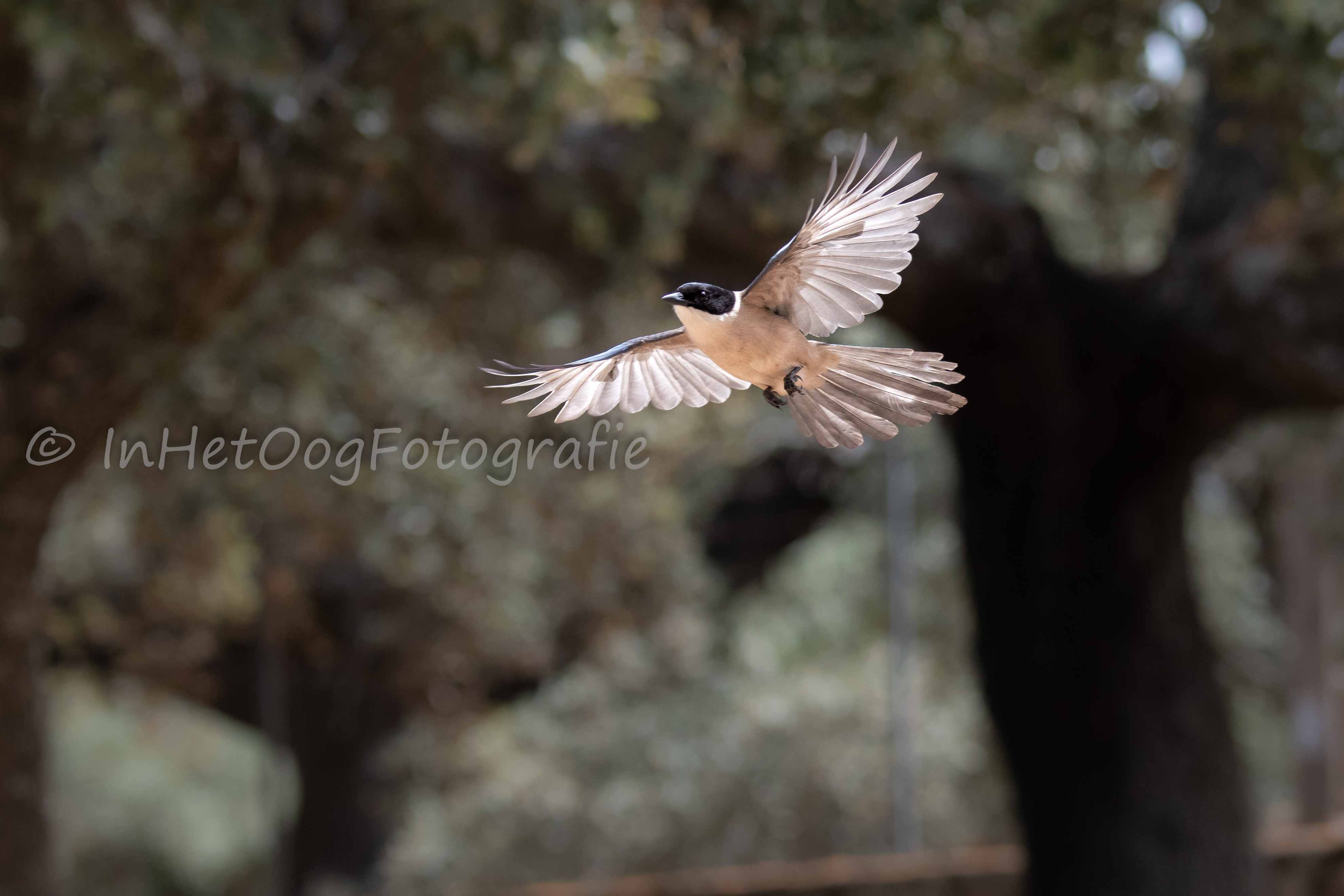 Azure-winged magpie Caceres