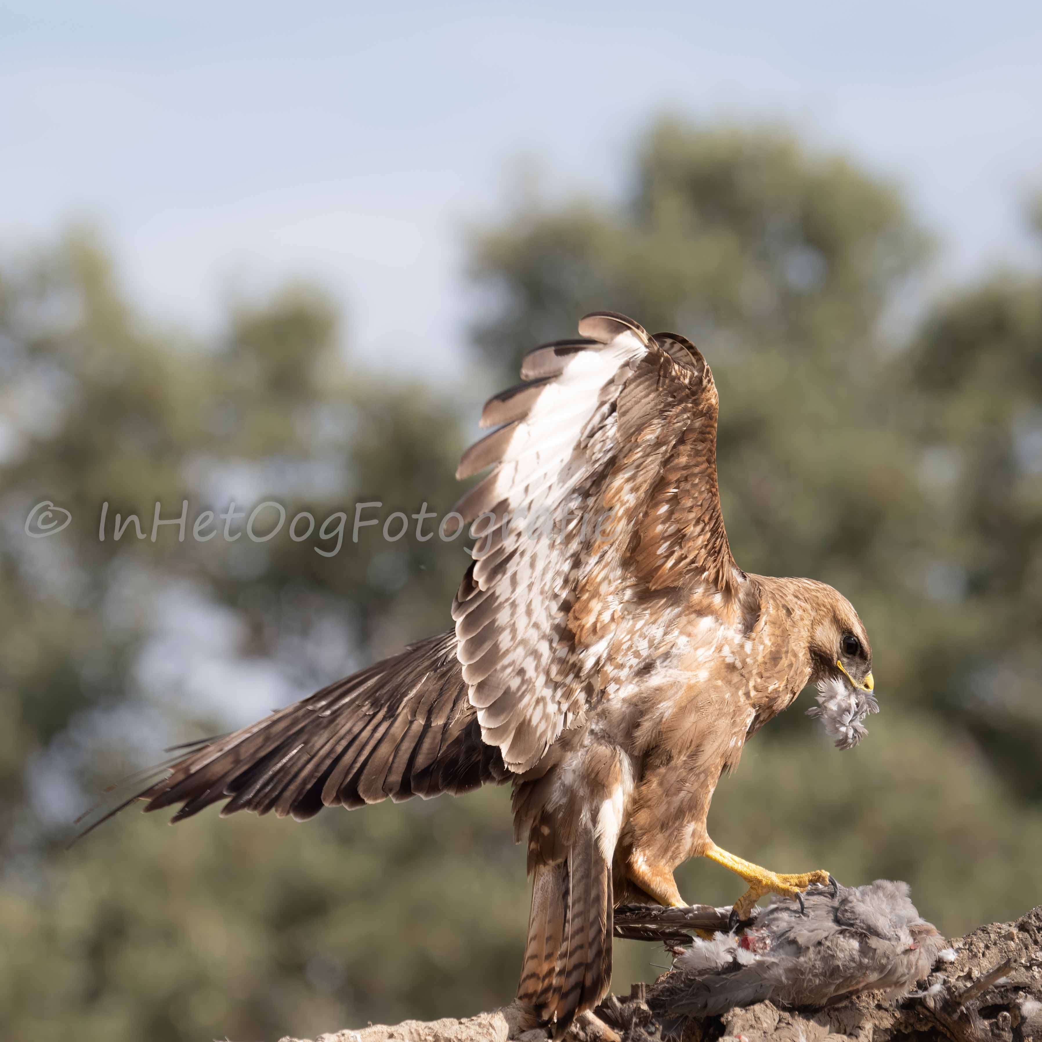 vultures in Monfrague