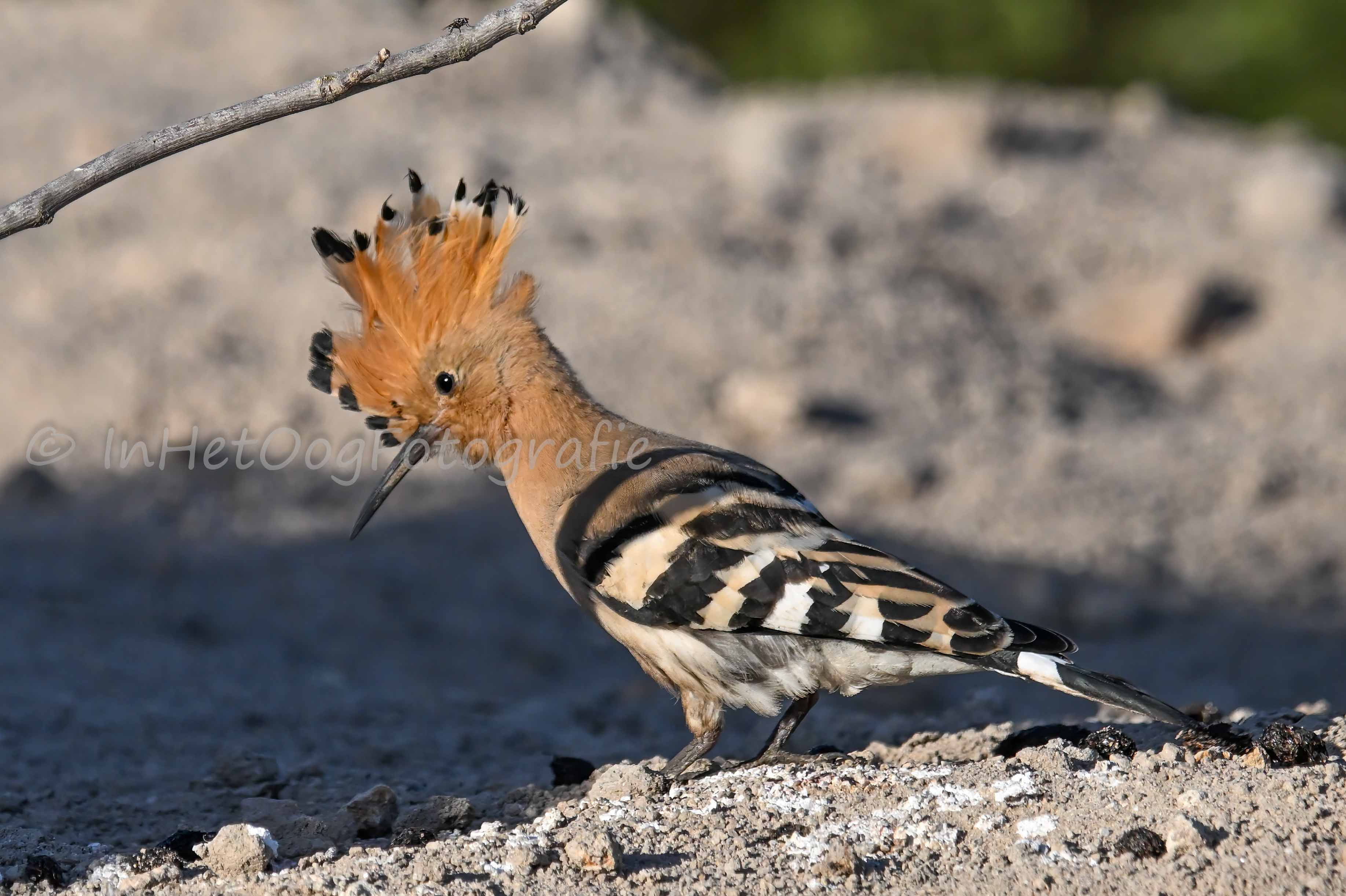 Hoopoe extremadura