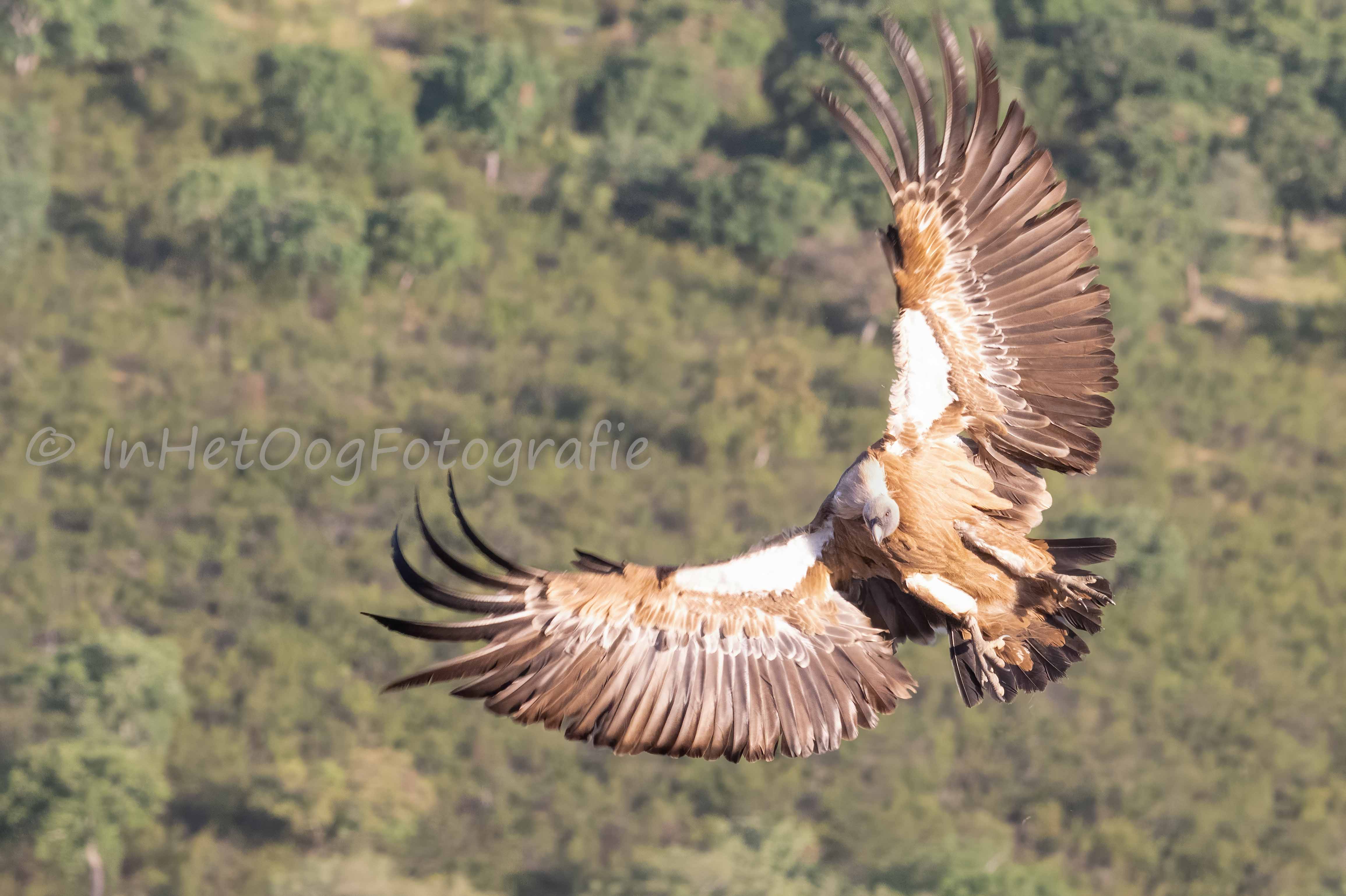 griffon vulture Extremadura 