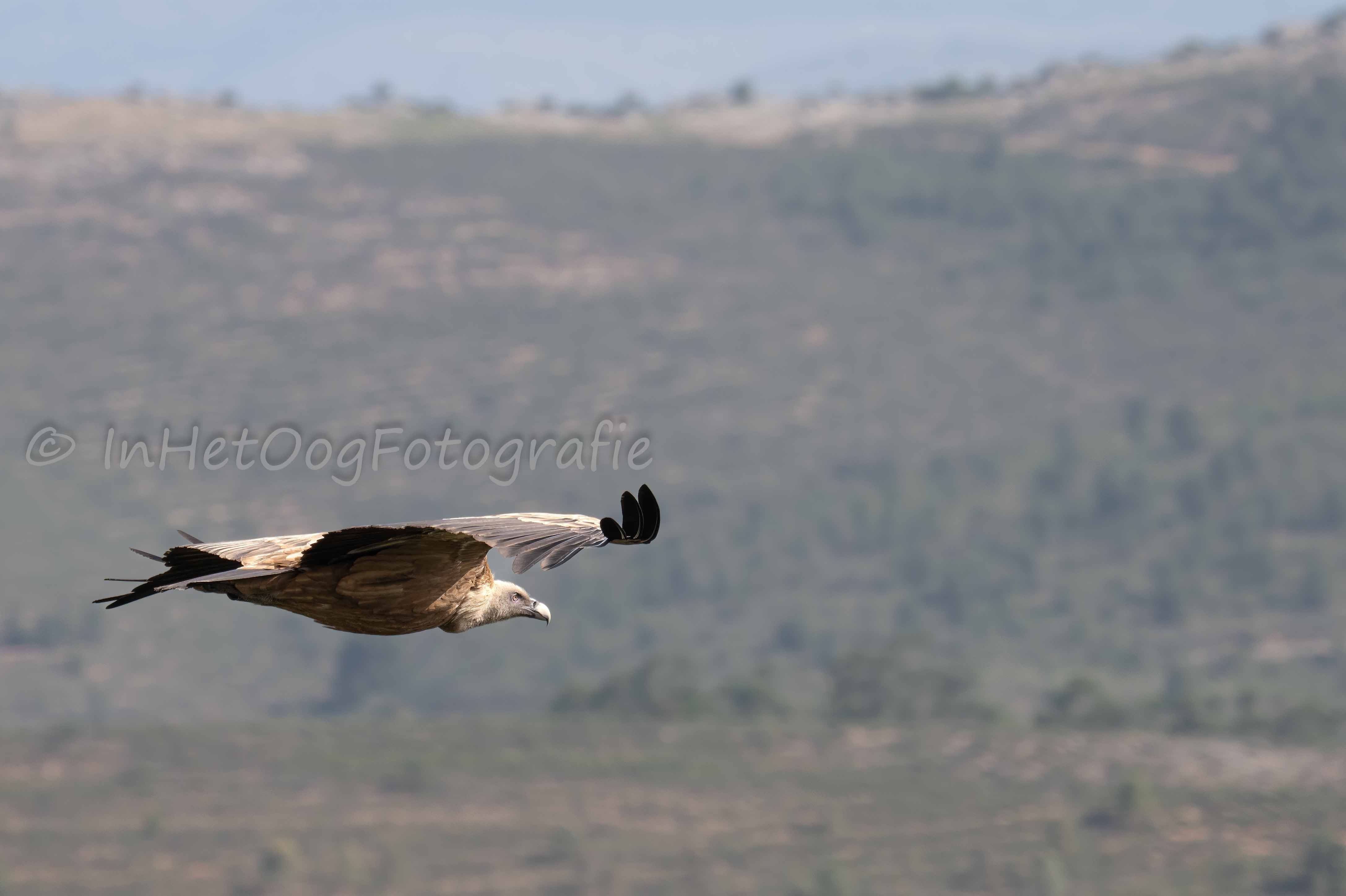 griffon vulture Monfragüe