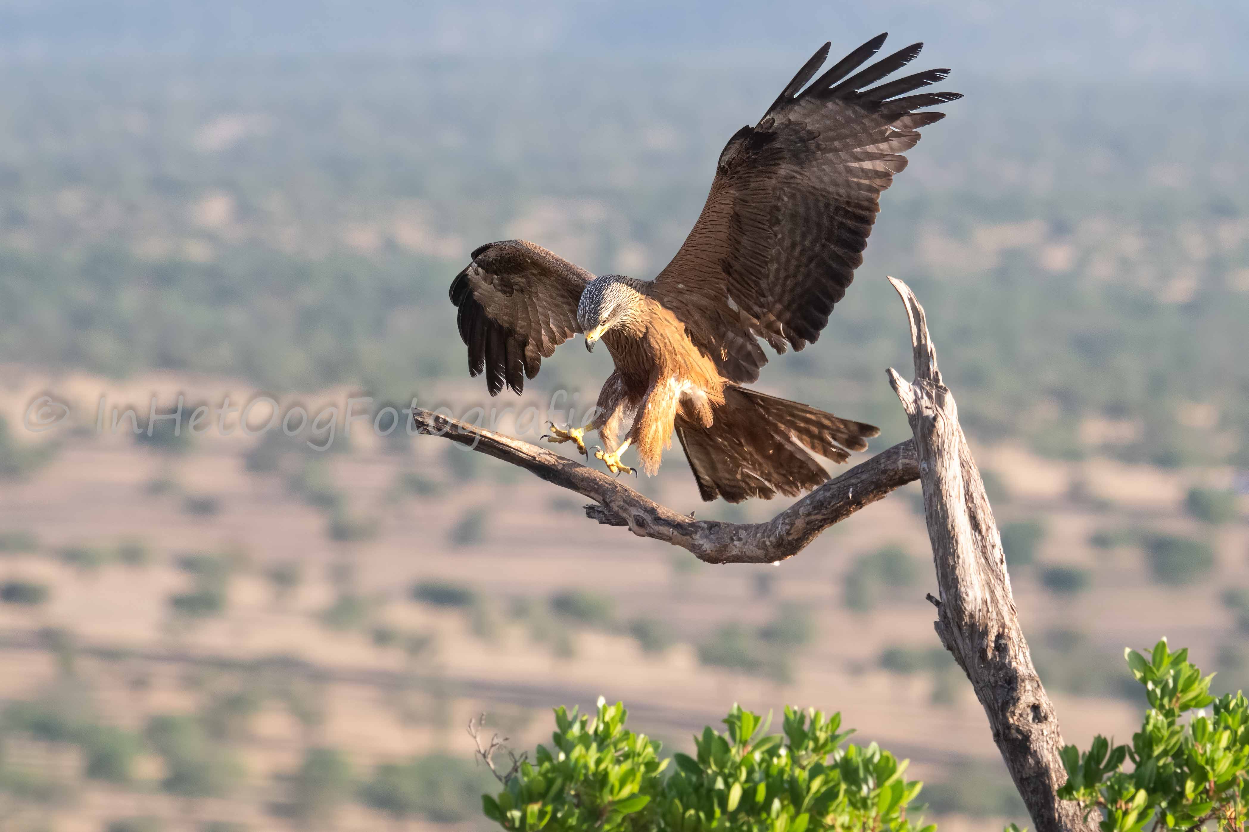 black kite  Extremadura