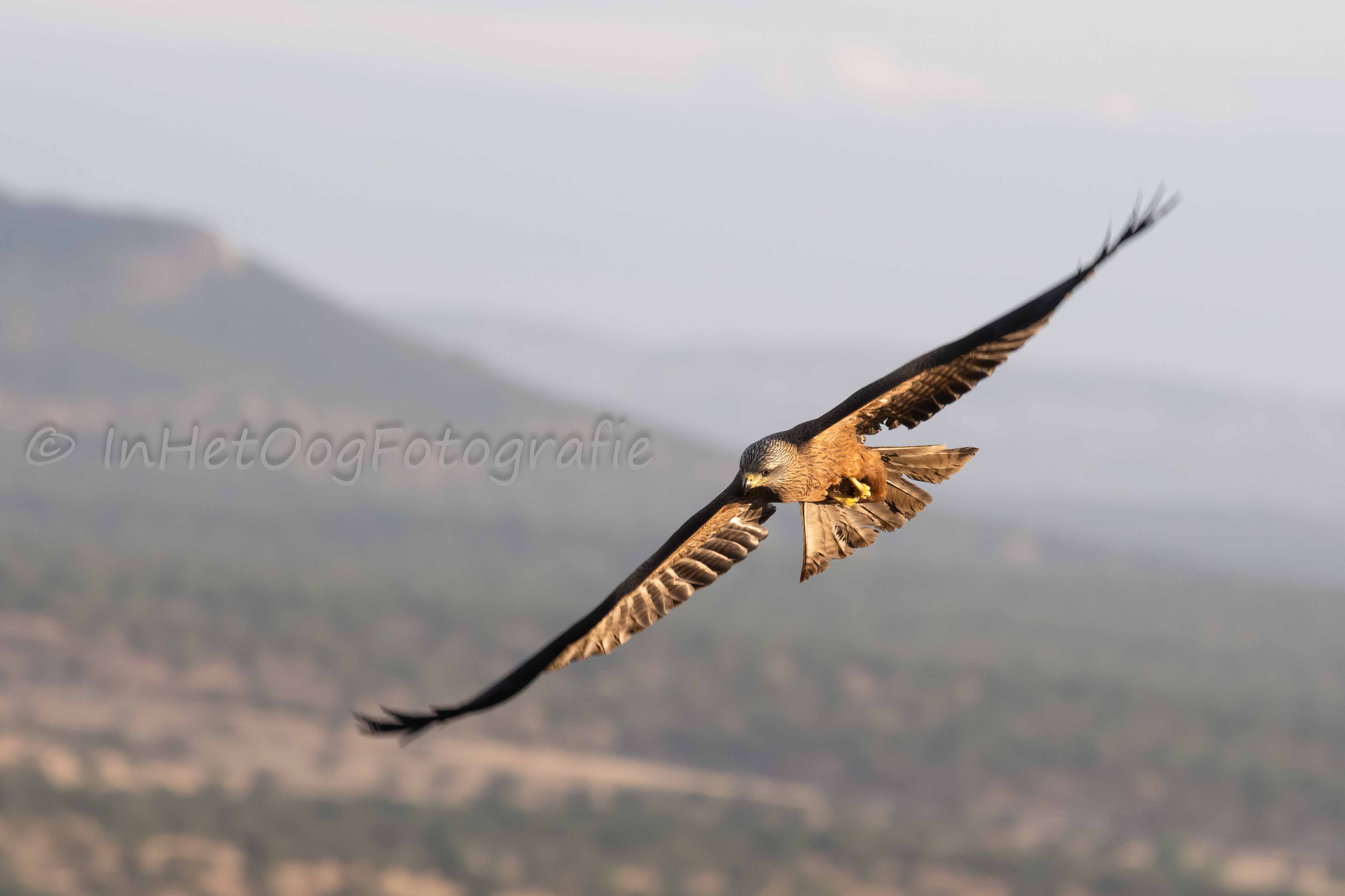 black kite in flight