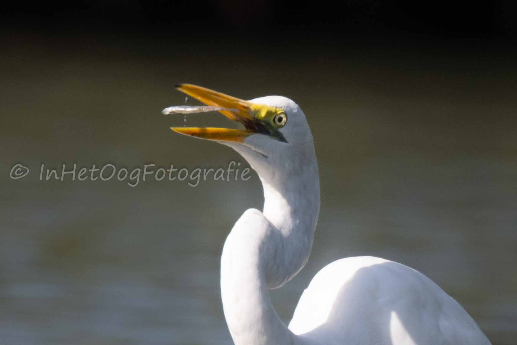 great egret