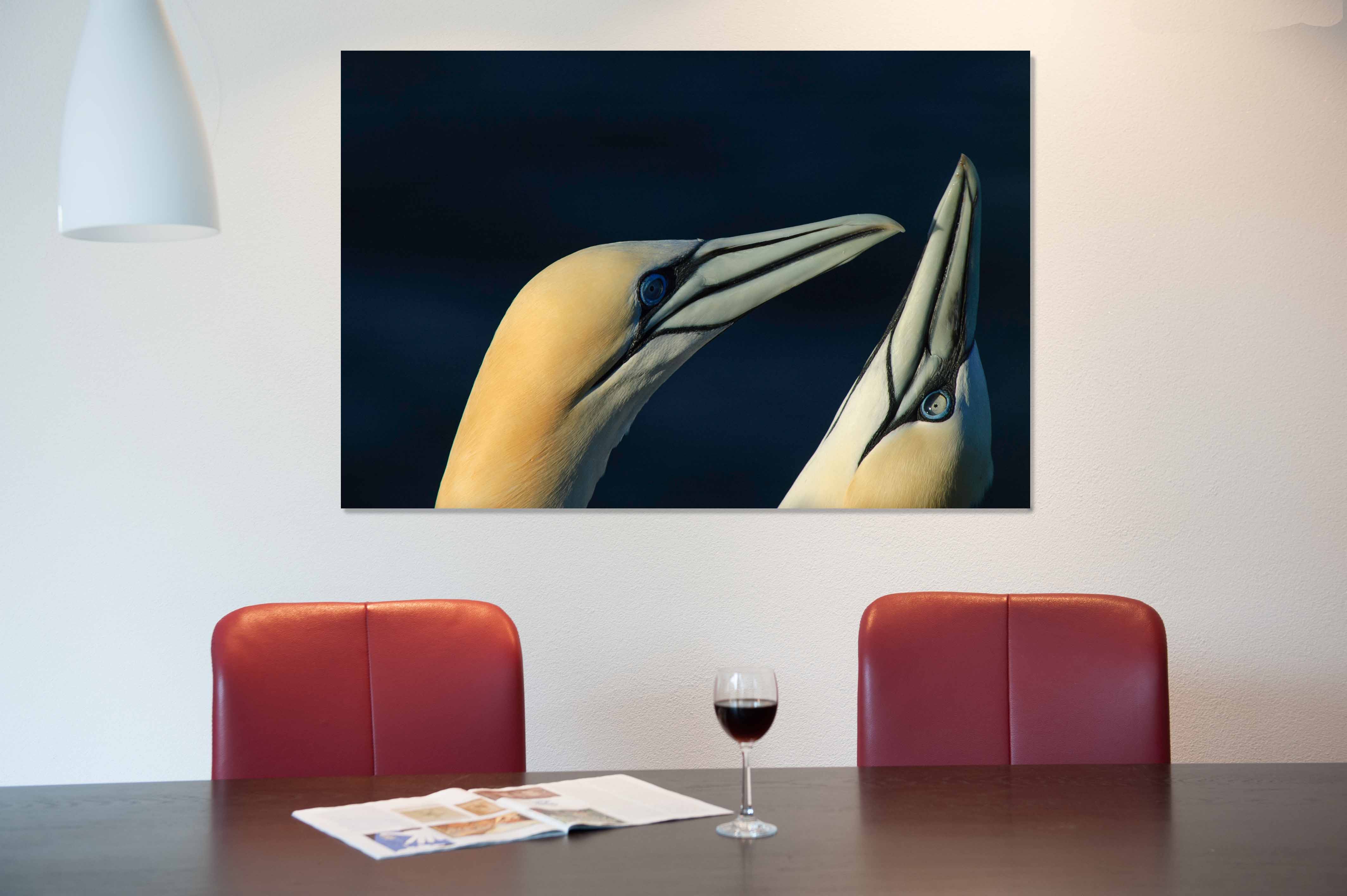 gannet