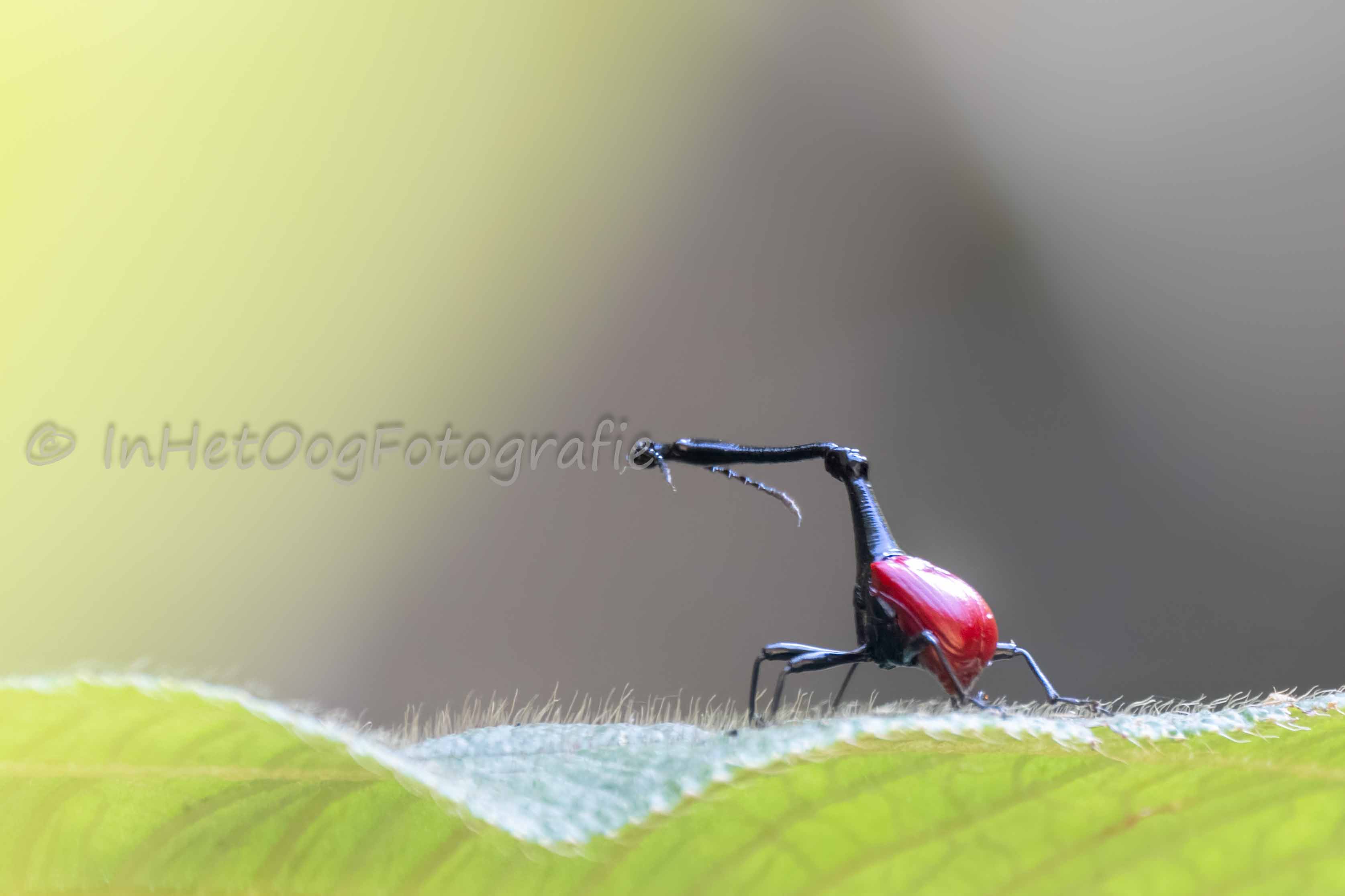 giraffe weevil