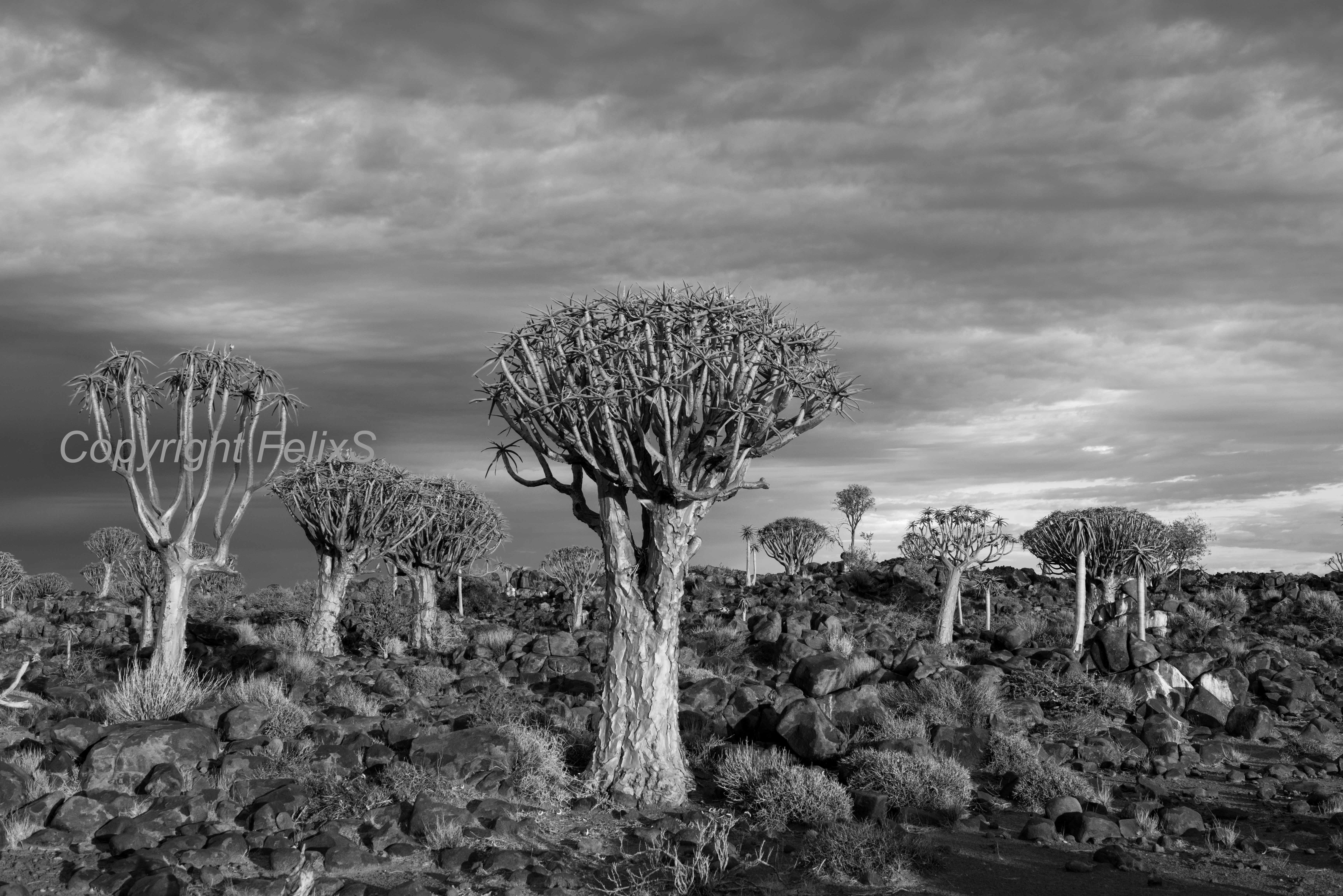 Quivertreeforest