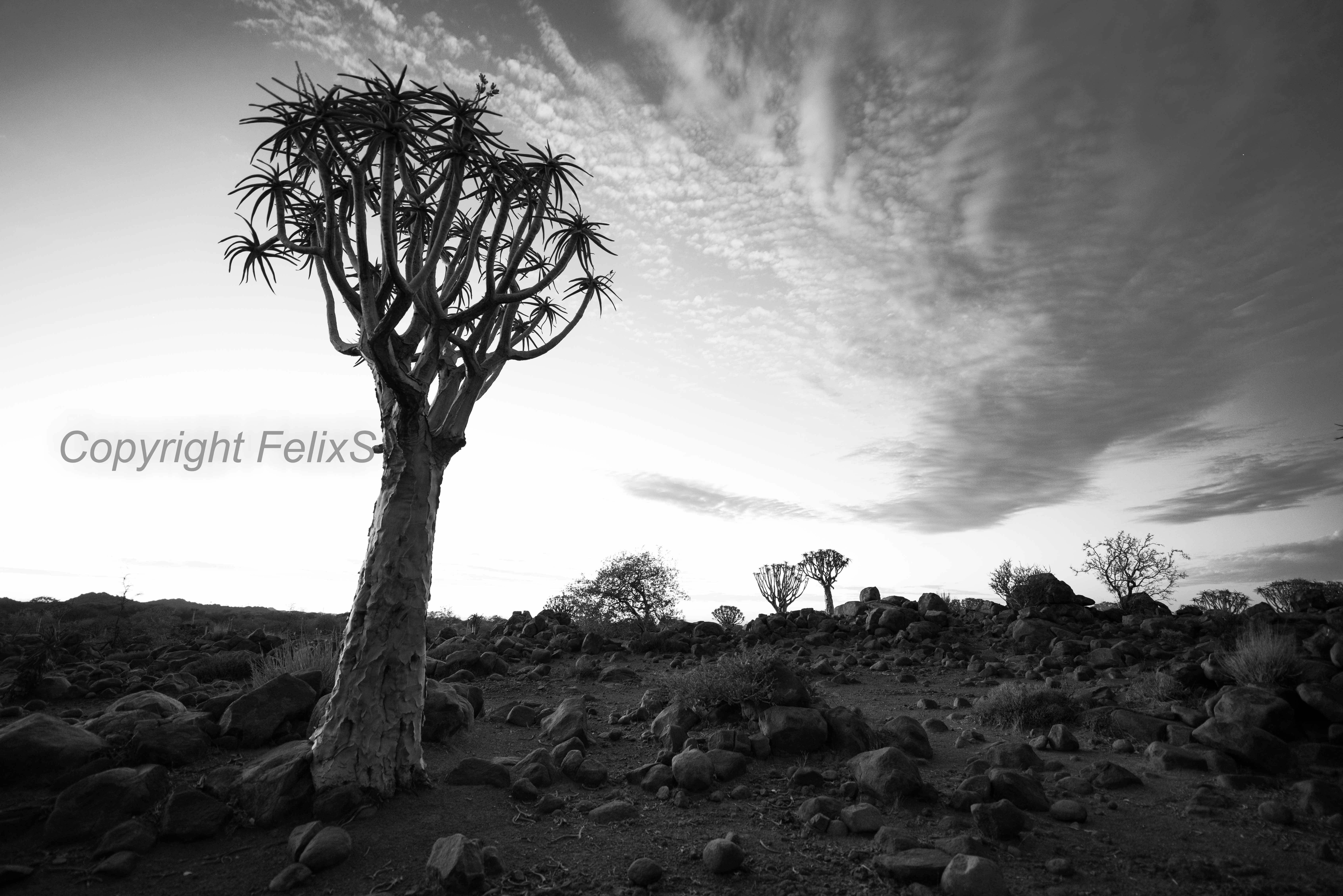 Quivertree forest