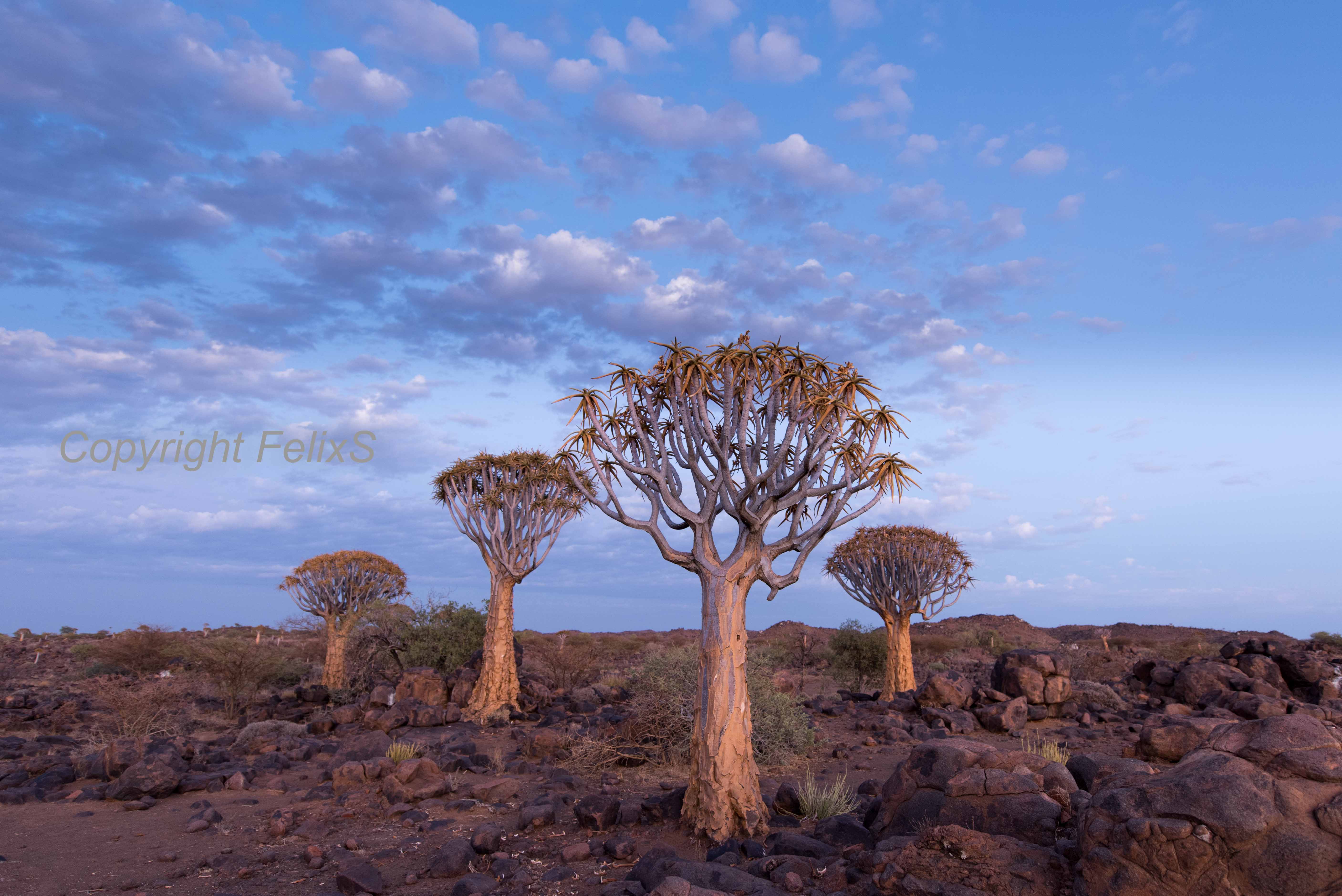 quivertreeforest