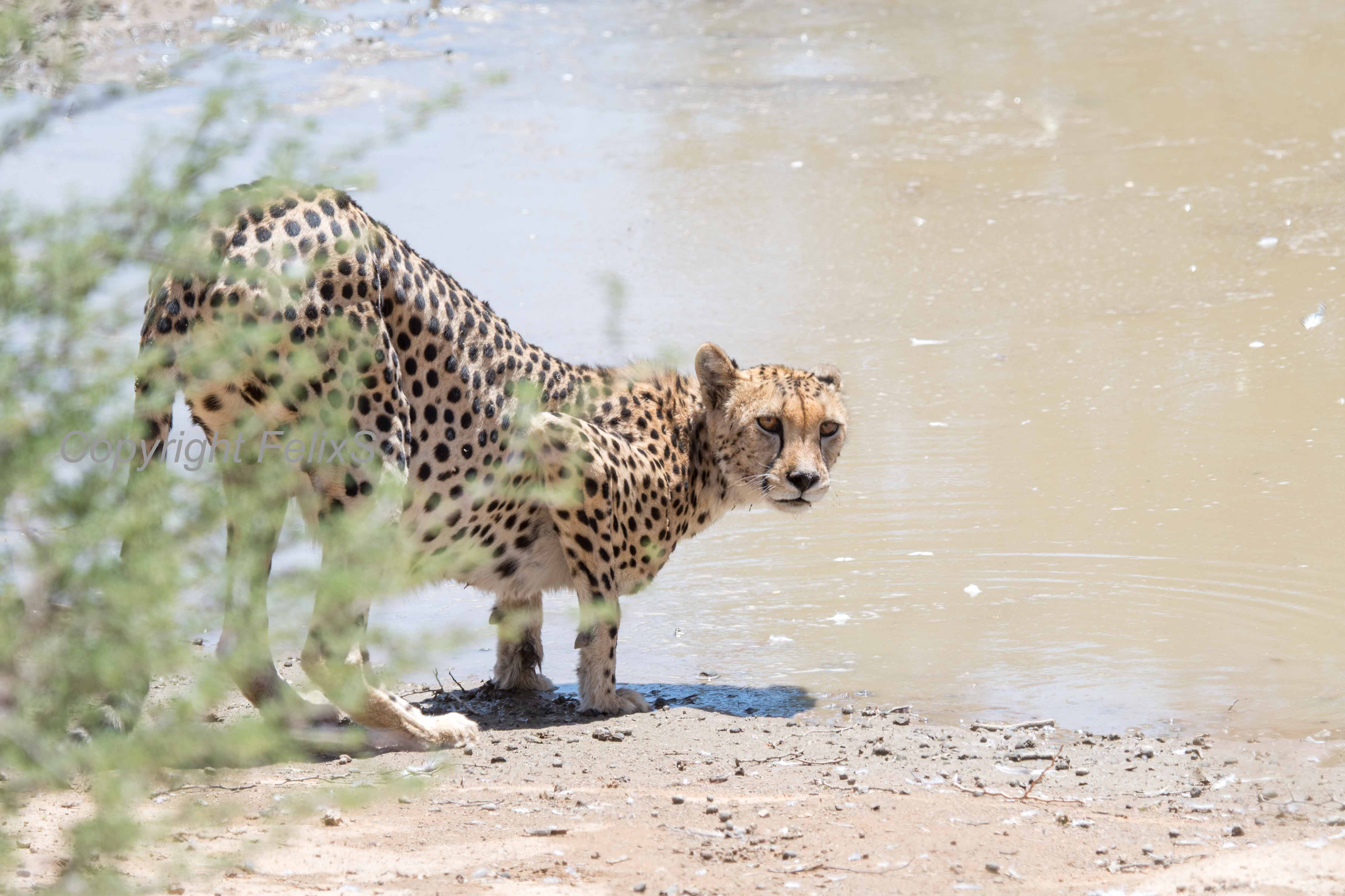 kgalagadi sightings