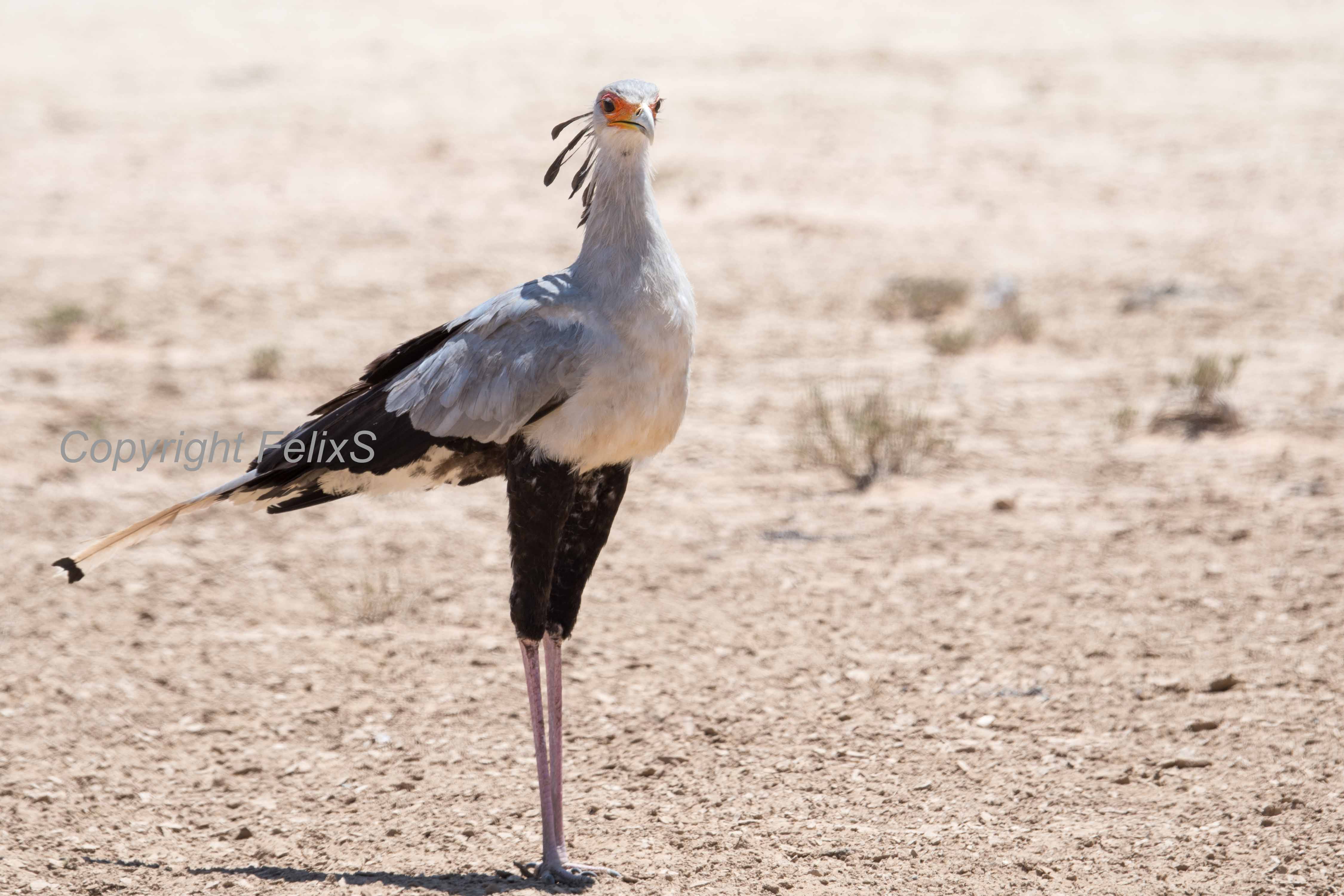 kgalagadi sightings