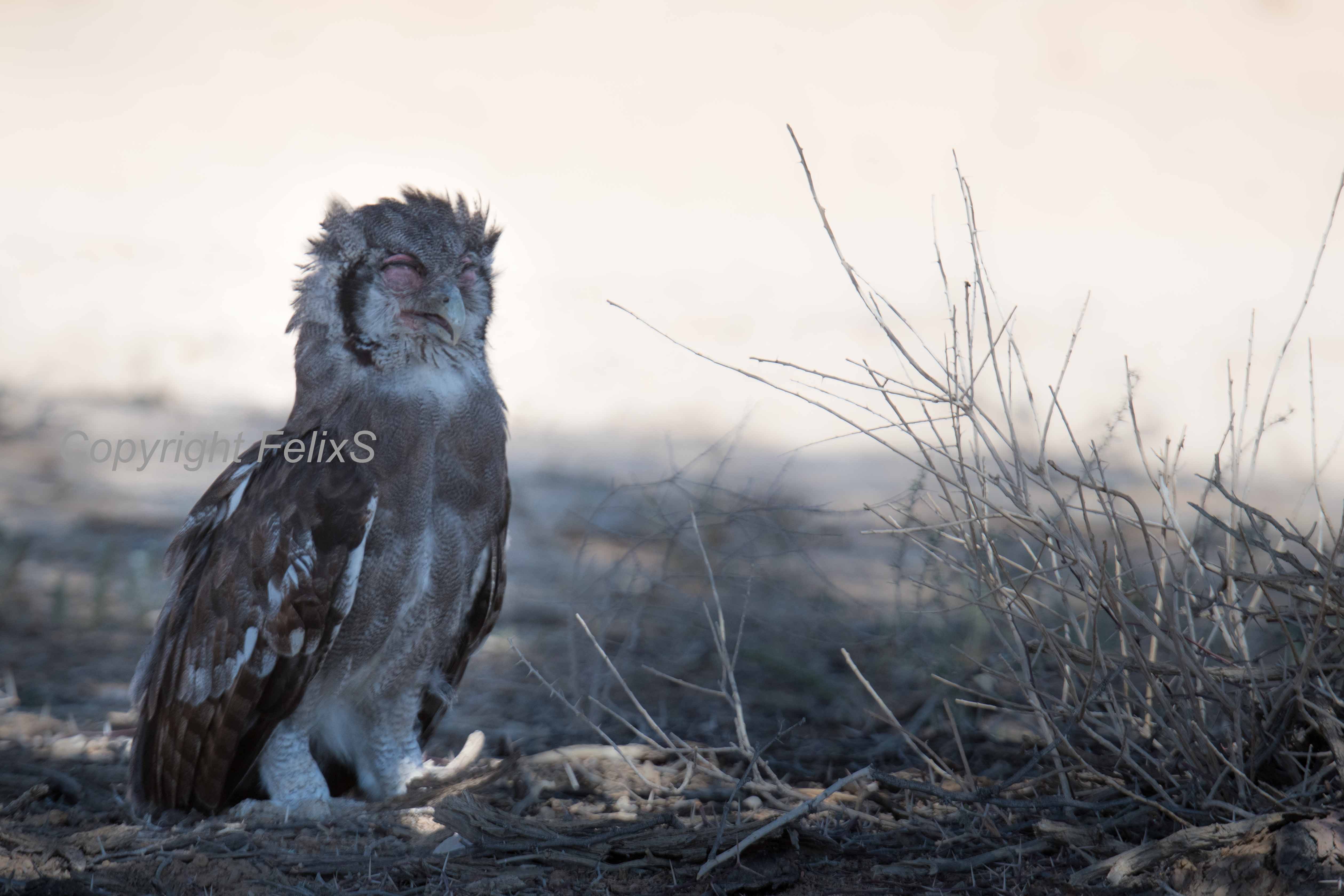 Verreaux's eagle-owl