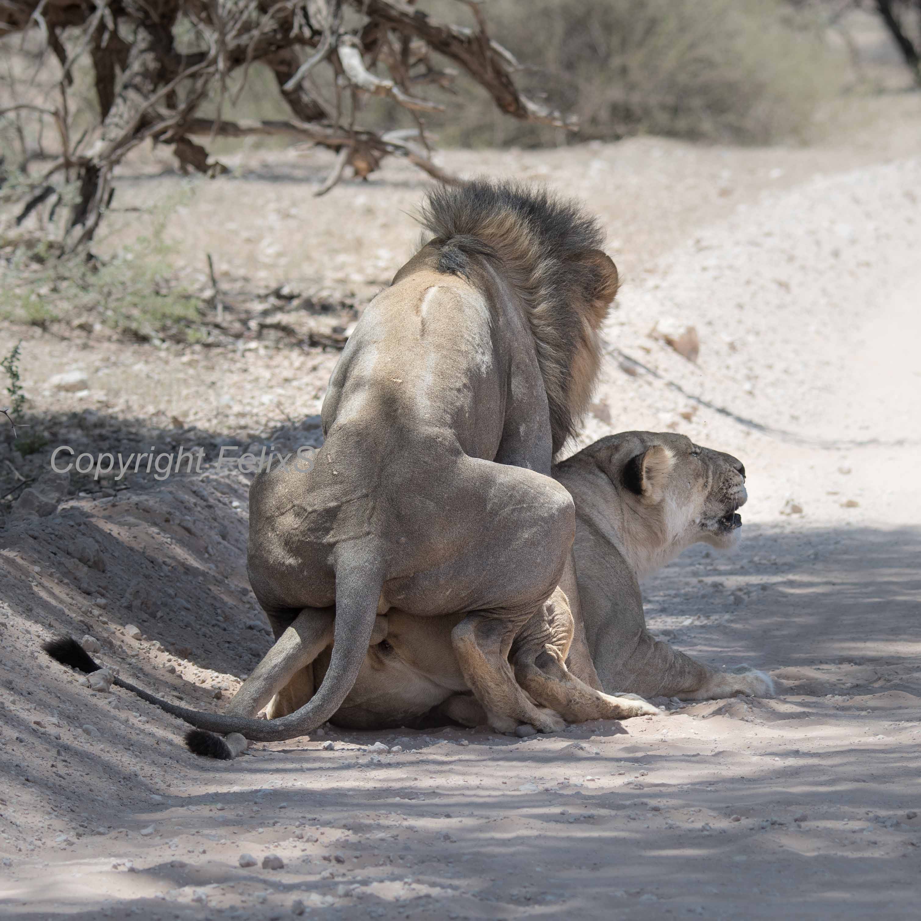 kgalagadi houmoed