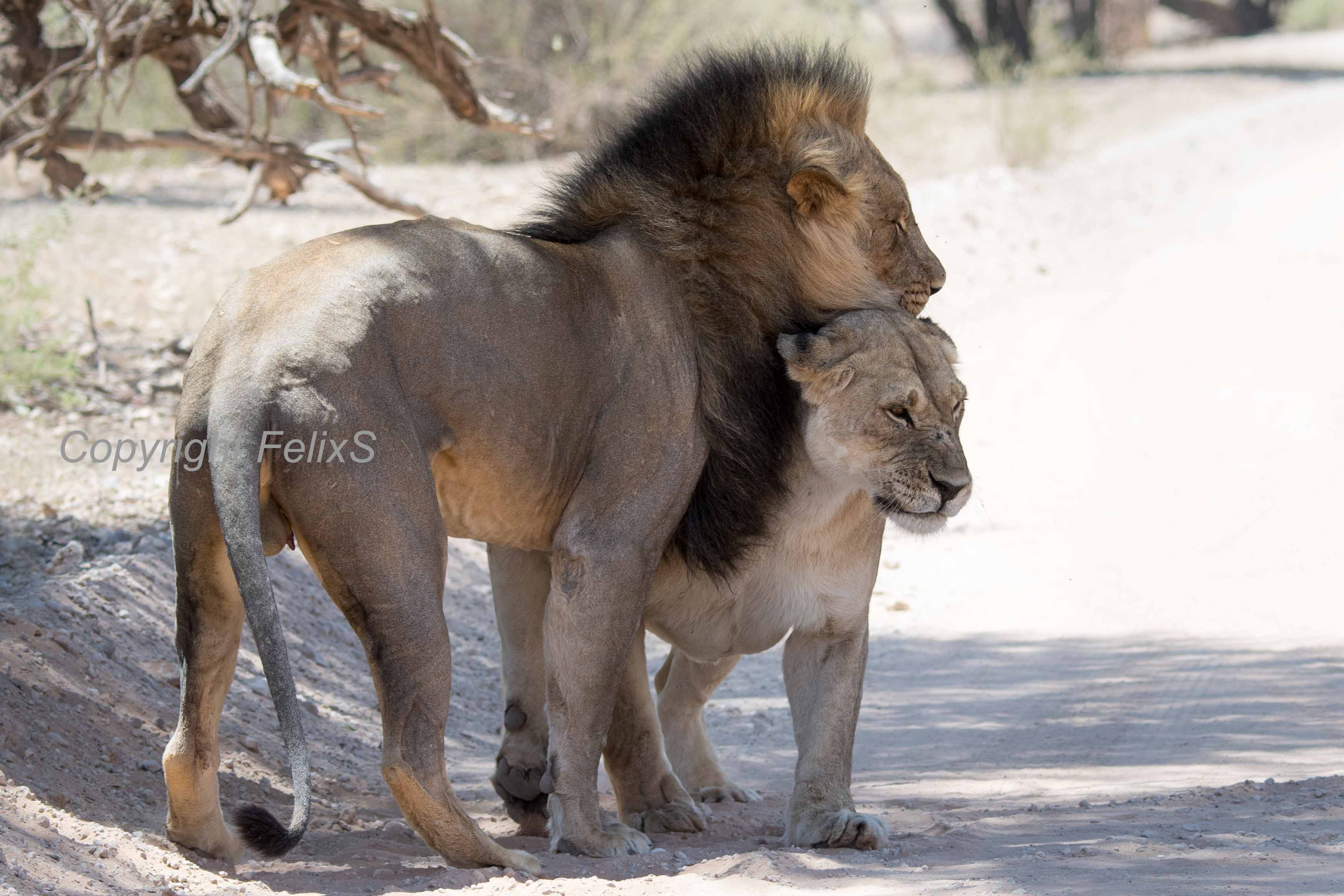 kgalagadi photography