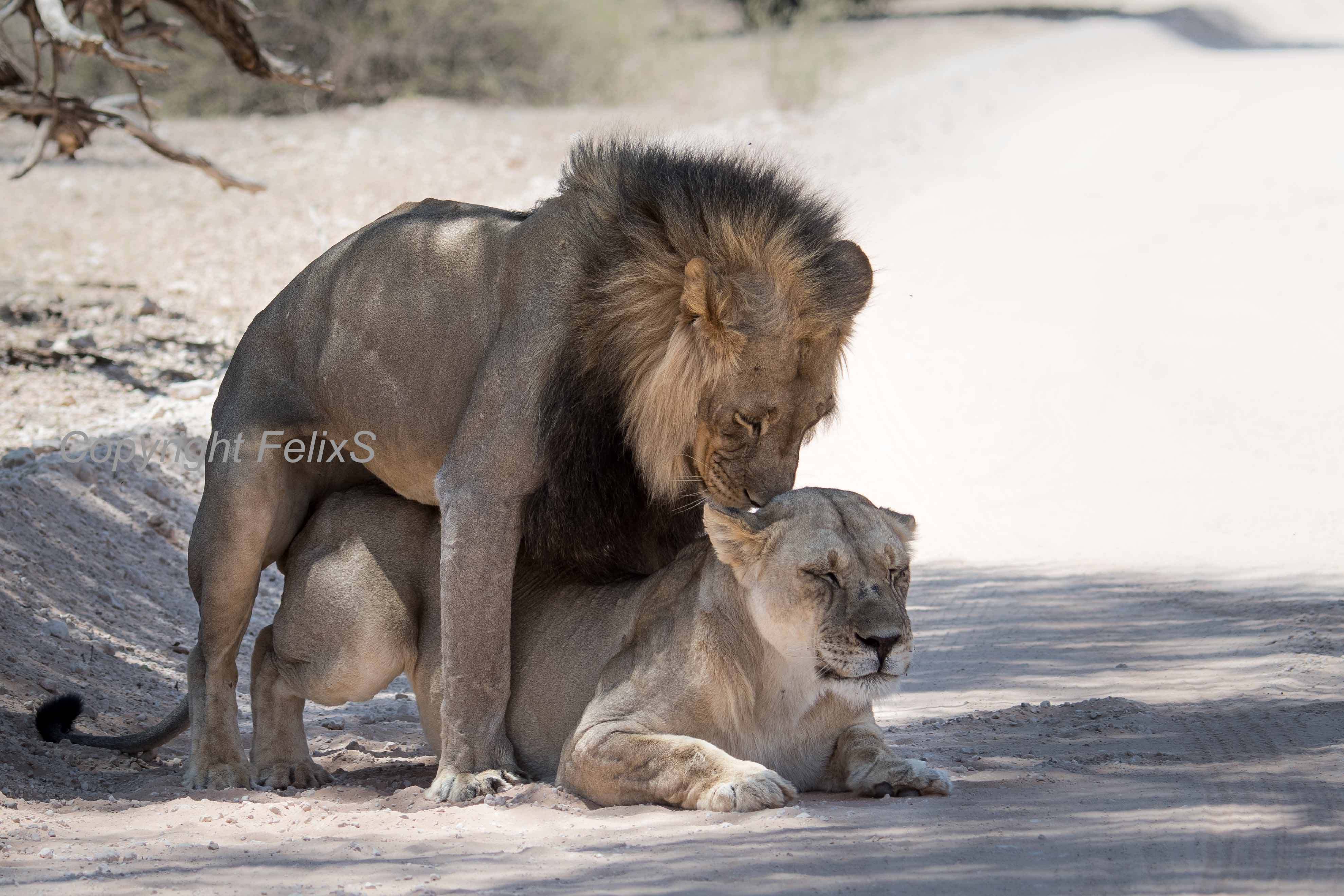 Kgalagadi